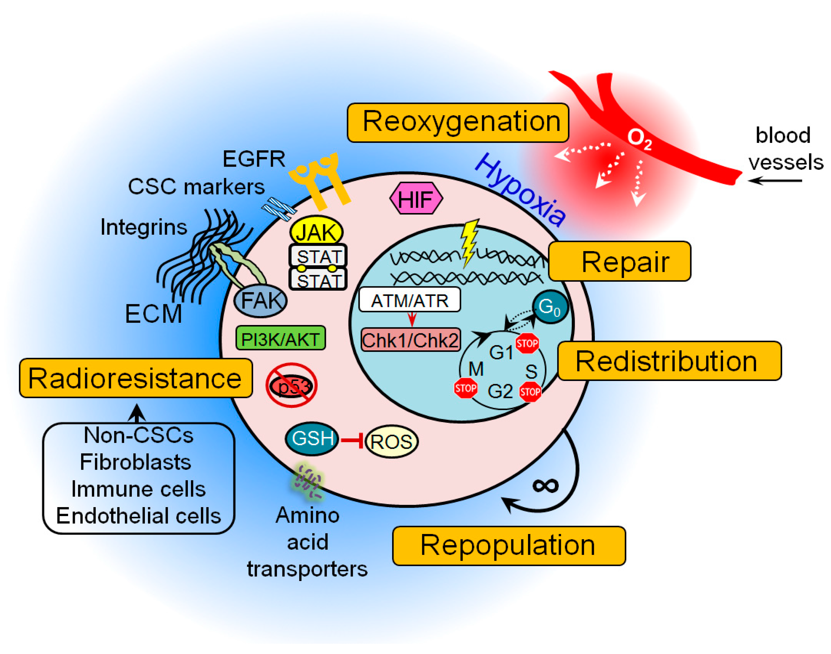 Cancers 11 00862 g001 Cancers 11 00862 g001