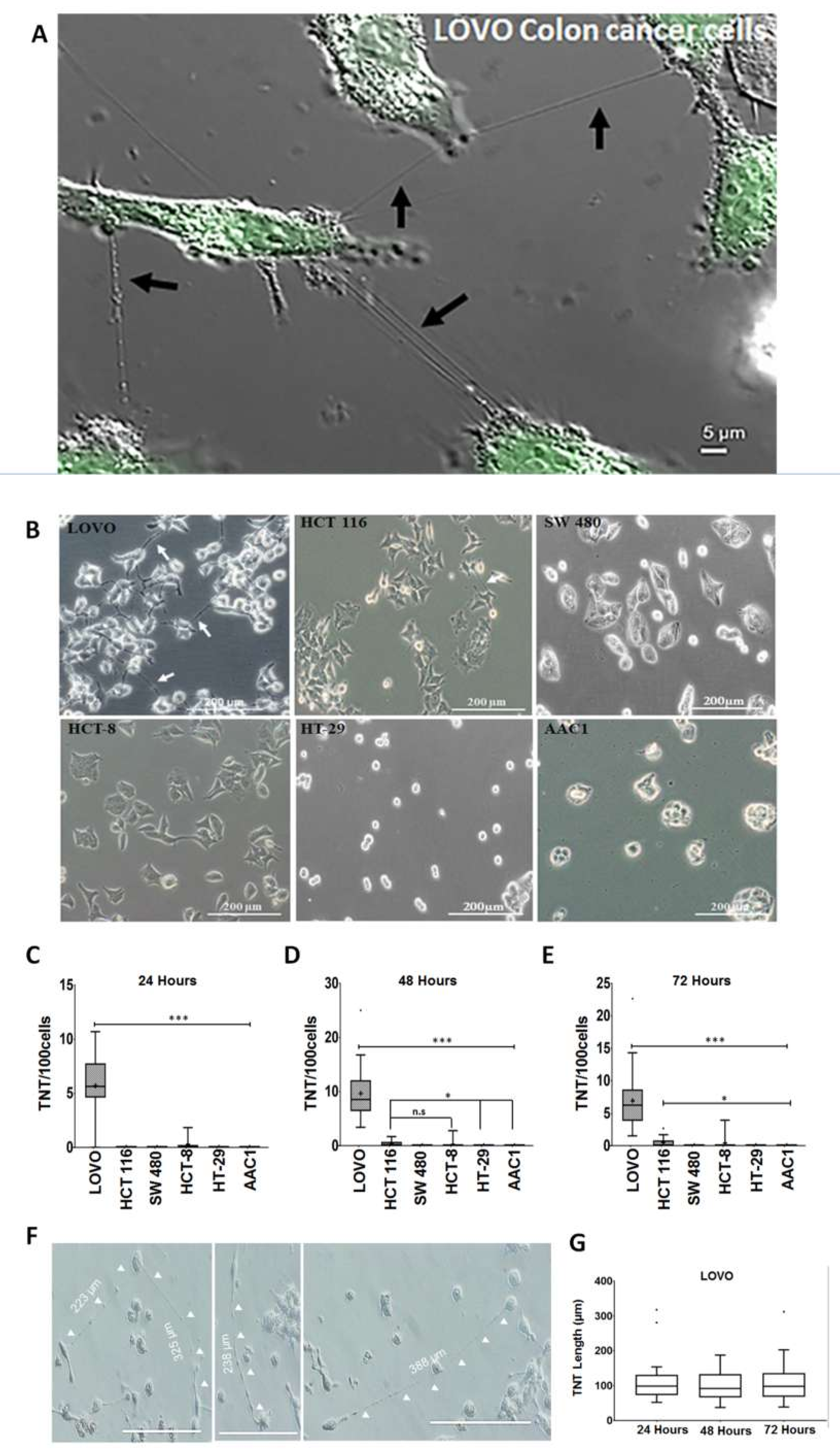 Cancers 11 00892 g001