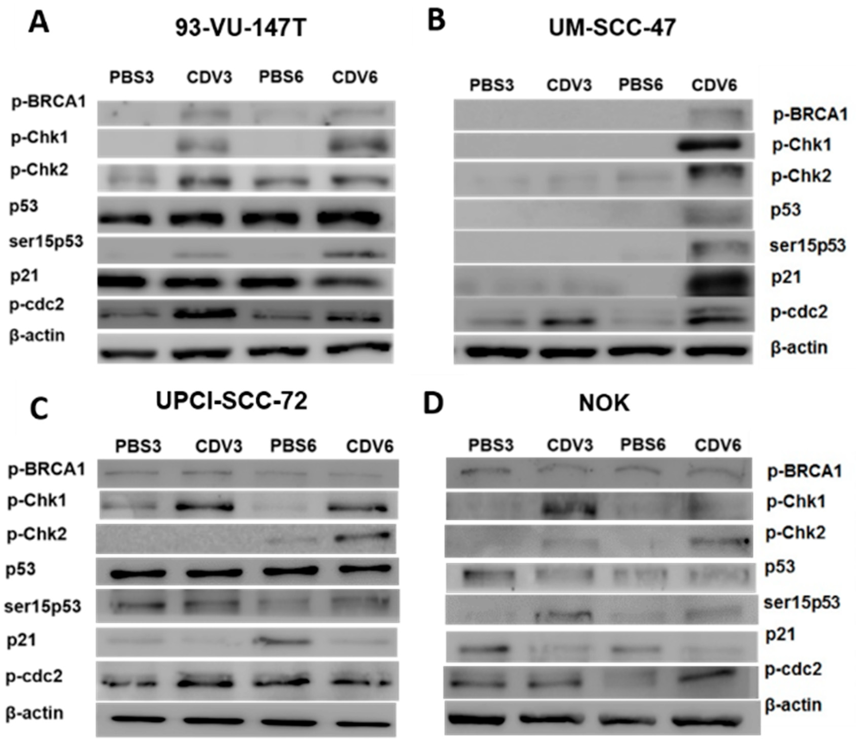 Cancers 11 00919 g003 Cancers 11 00919 g003