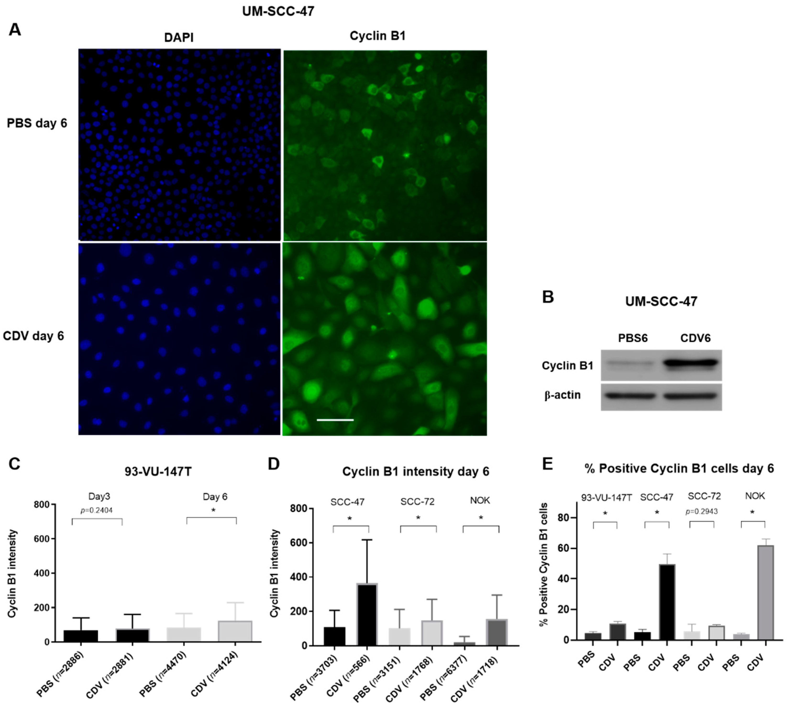Cancers 11 00919 g005 Cancers 11 00919 g005
