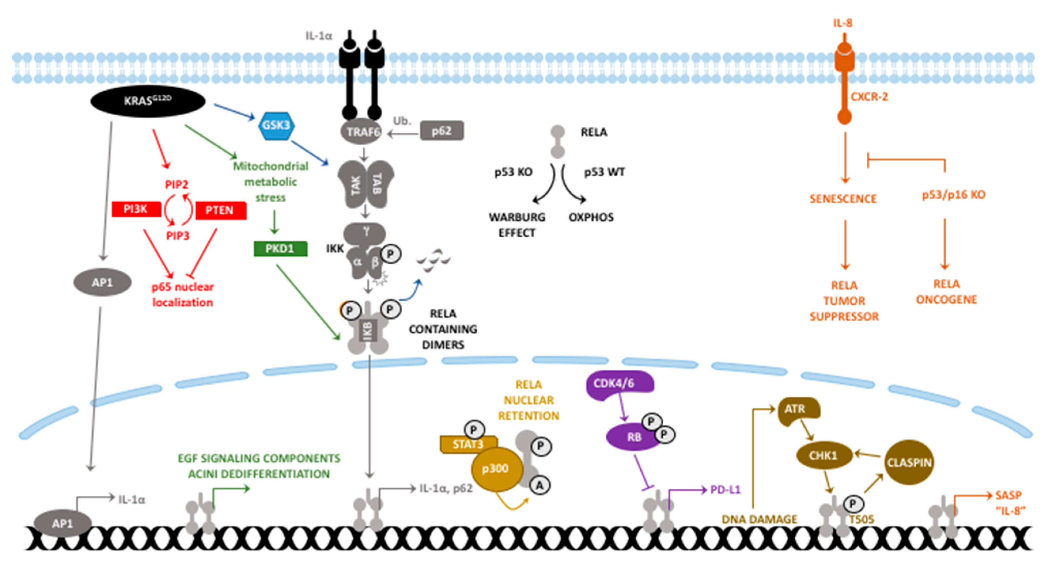 Cancers 11 00937 g001