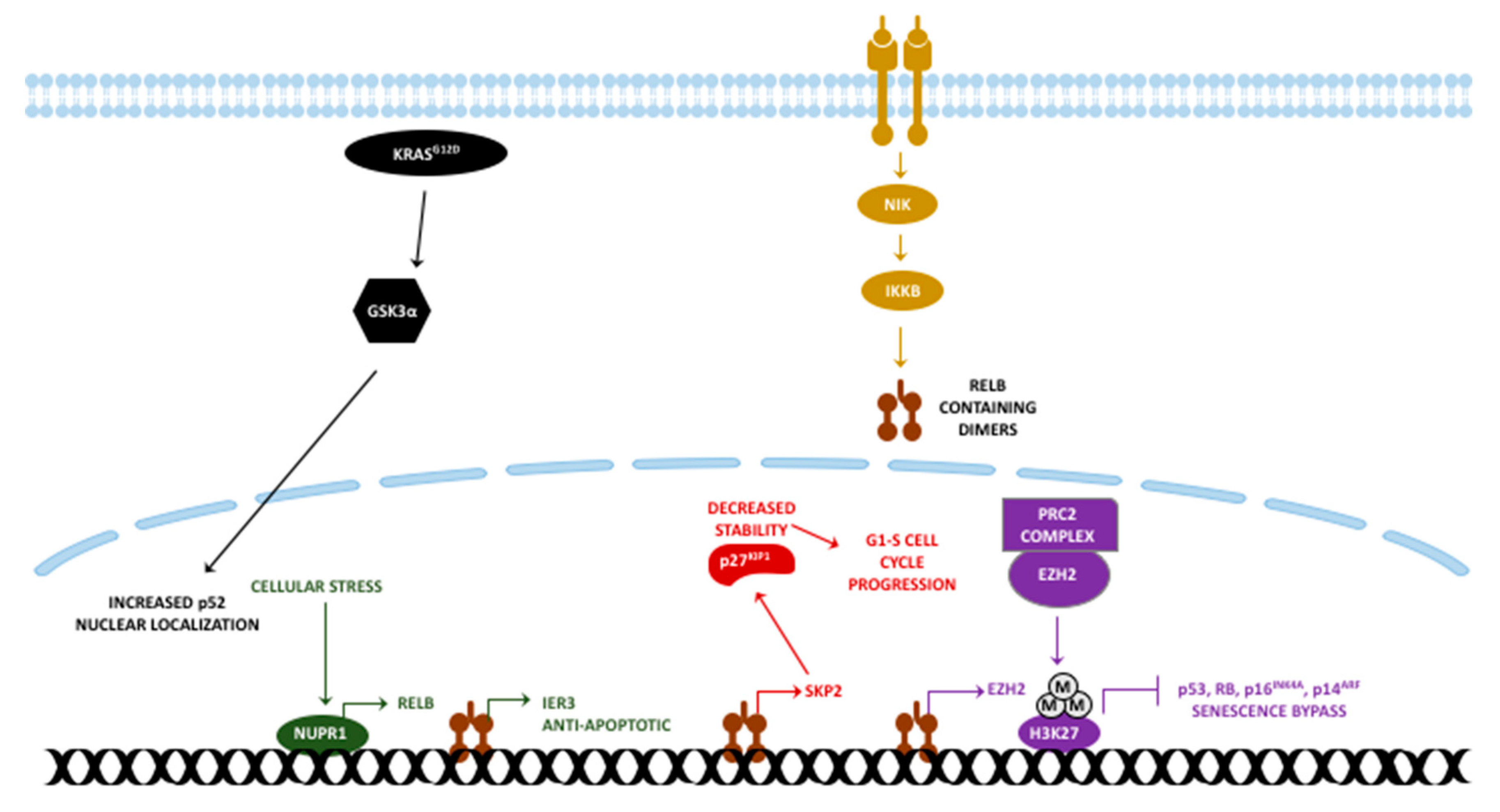 Cancers 11 00937 g003