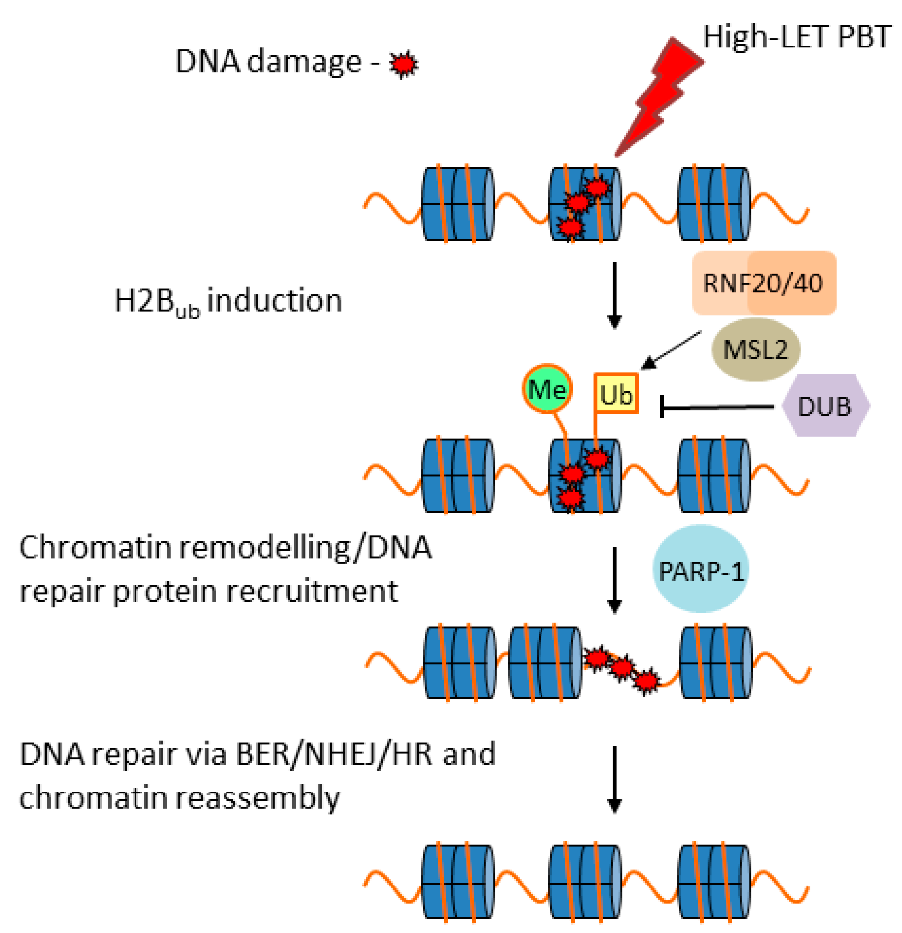 Cancers 11 00946 g003
