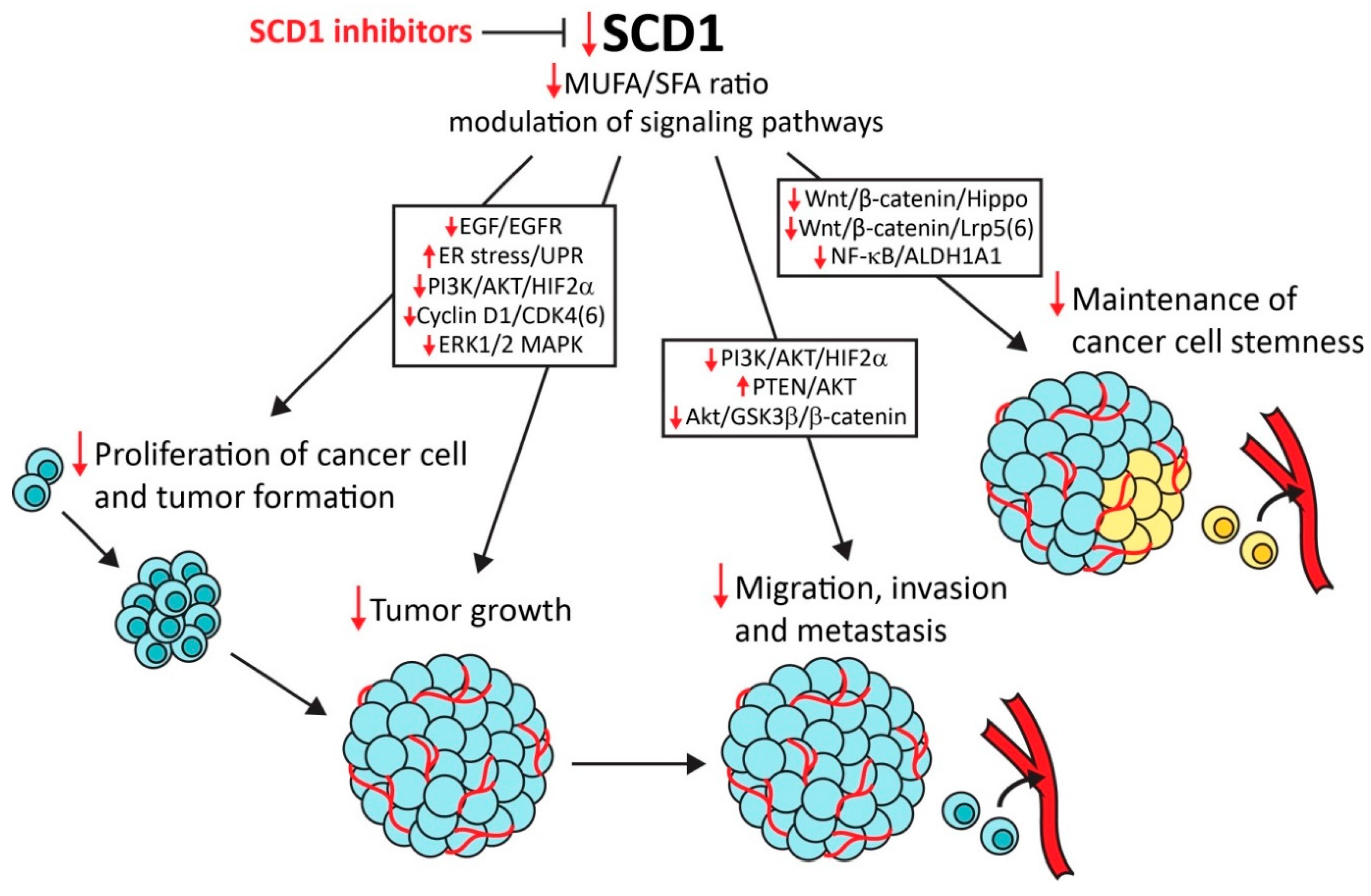 Cancers 11 00948 g001