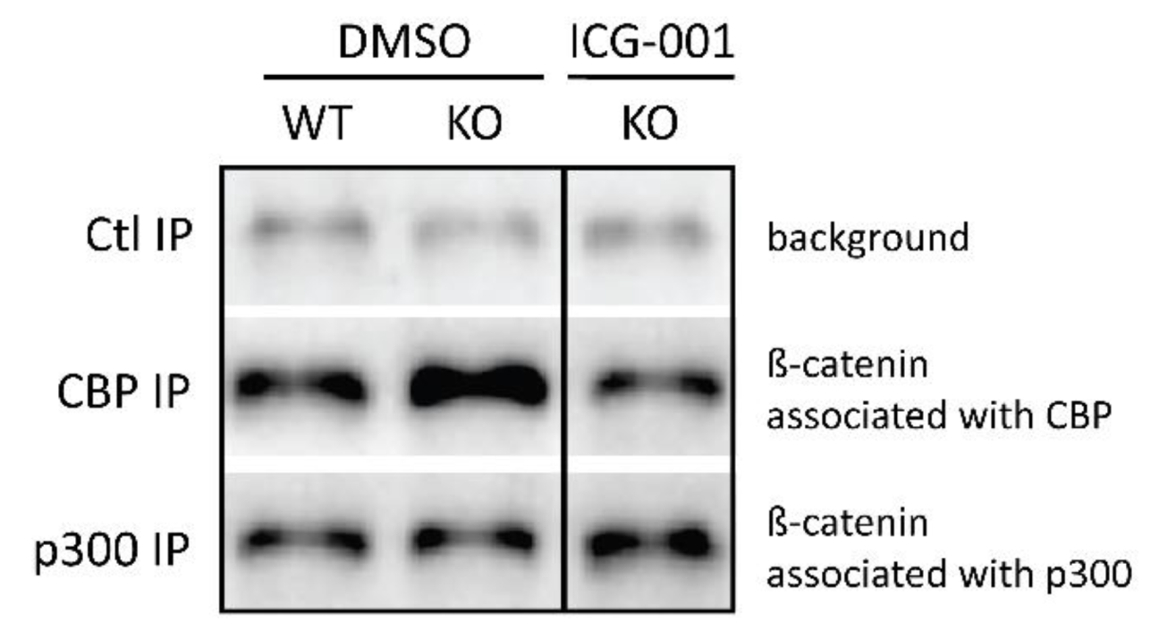 Cancers 11 00962 g004