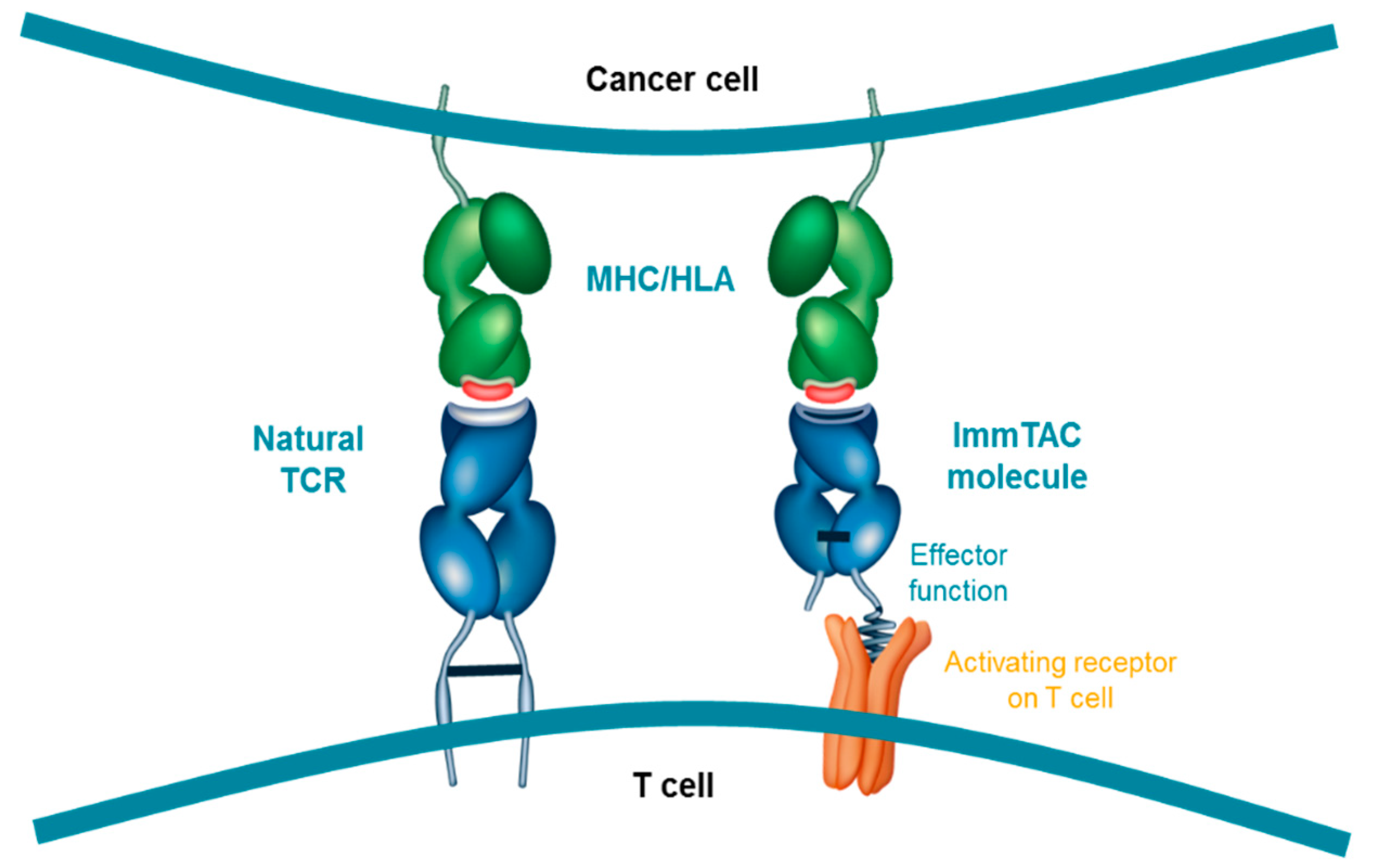 Cancers 11 00971 g002
