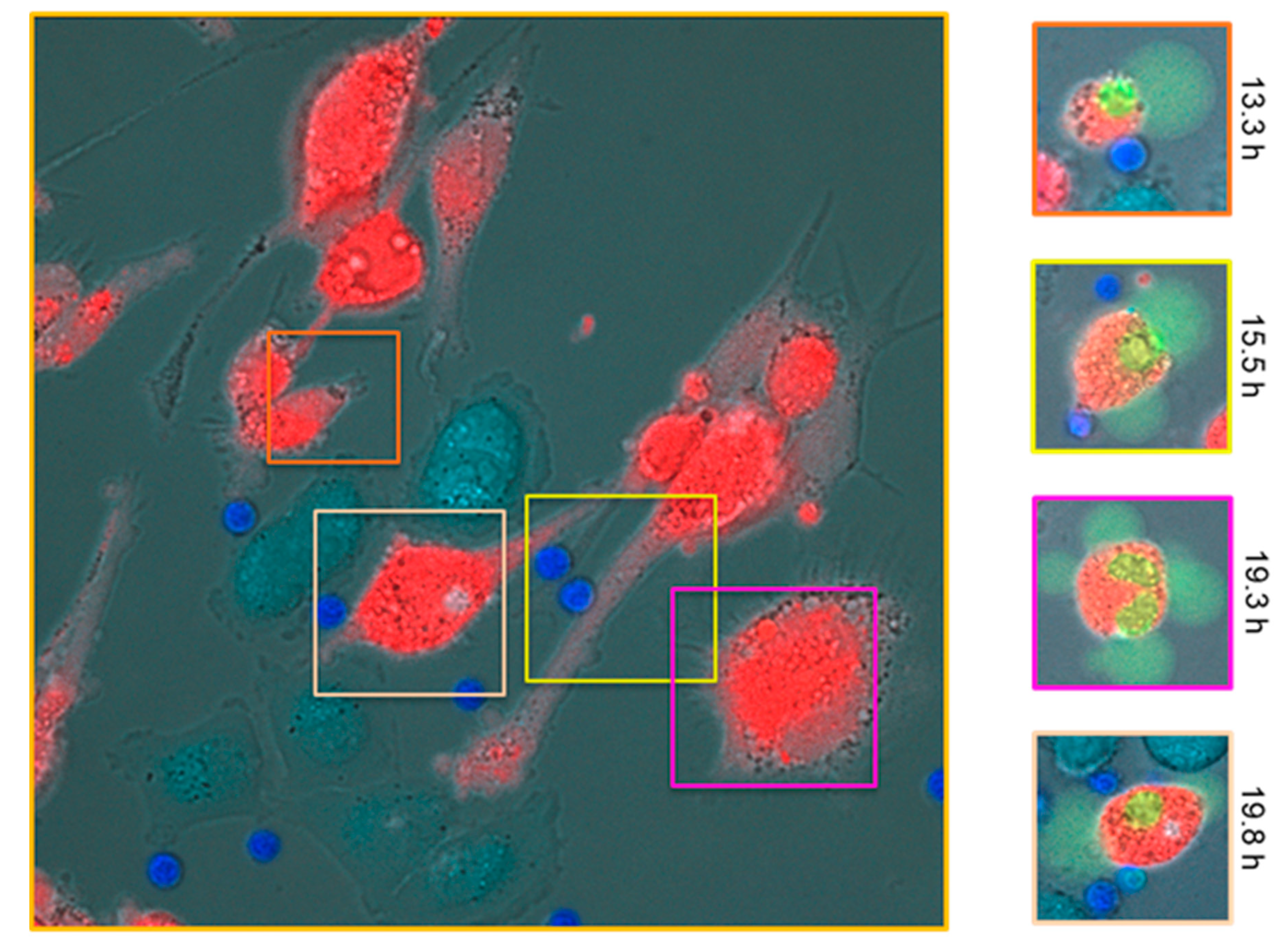 Cancers 11 00971 g003