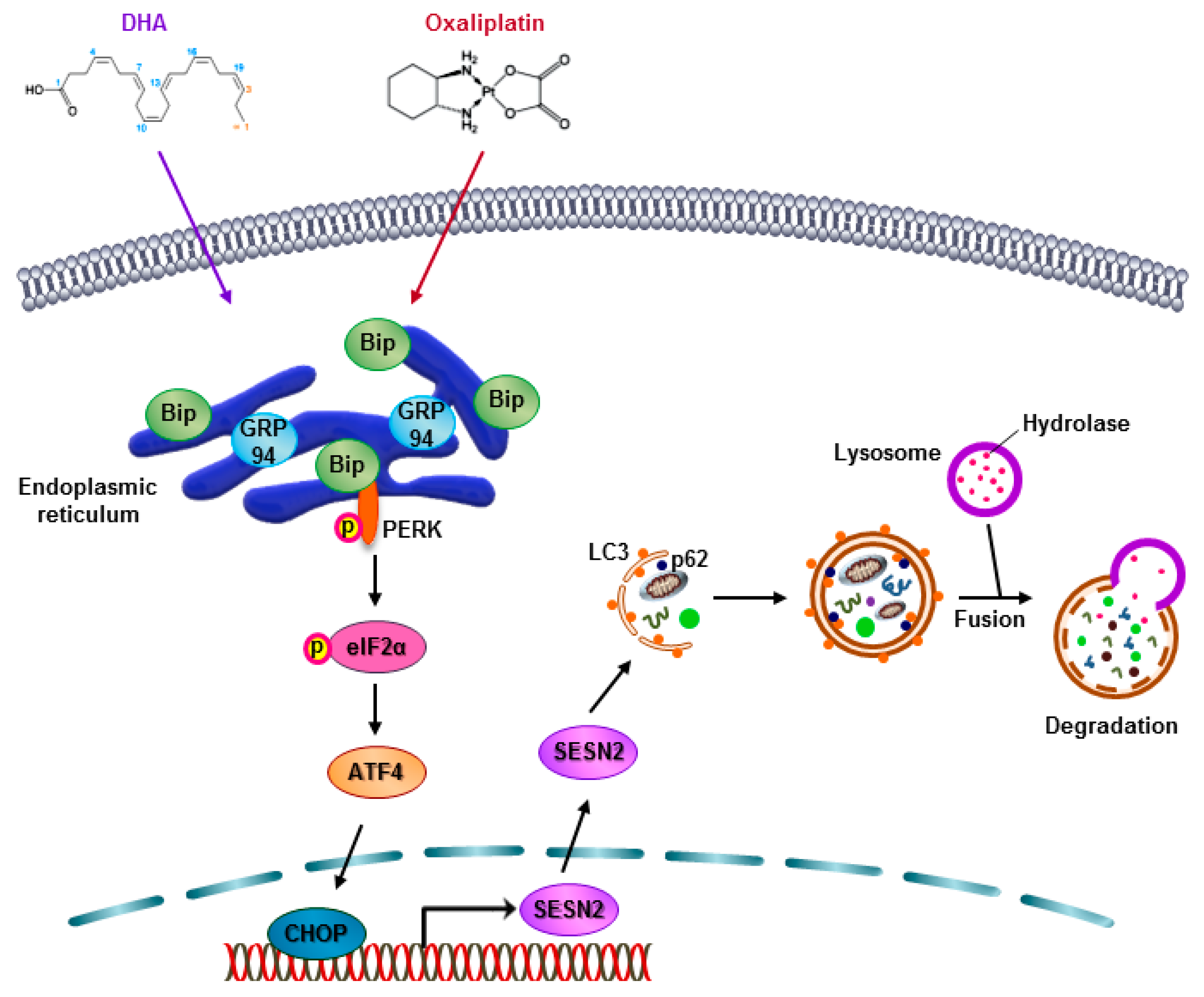 Cancers 11 00982 g007 Cancers 11 00982 g007