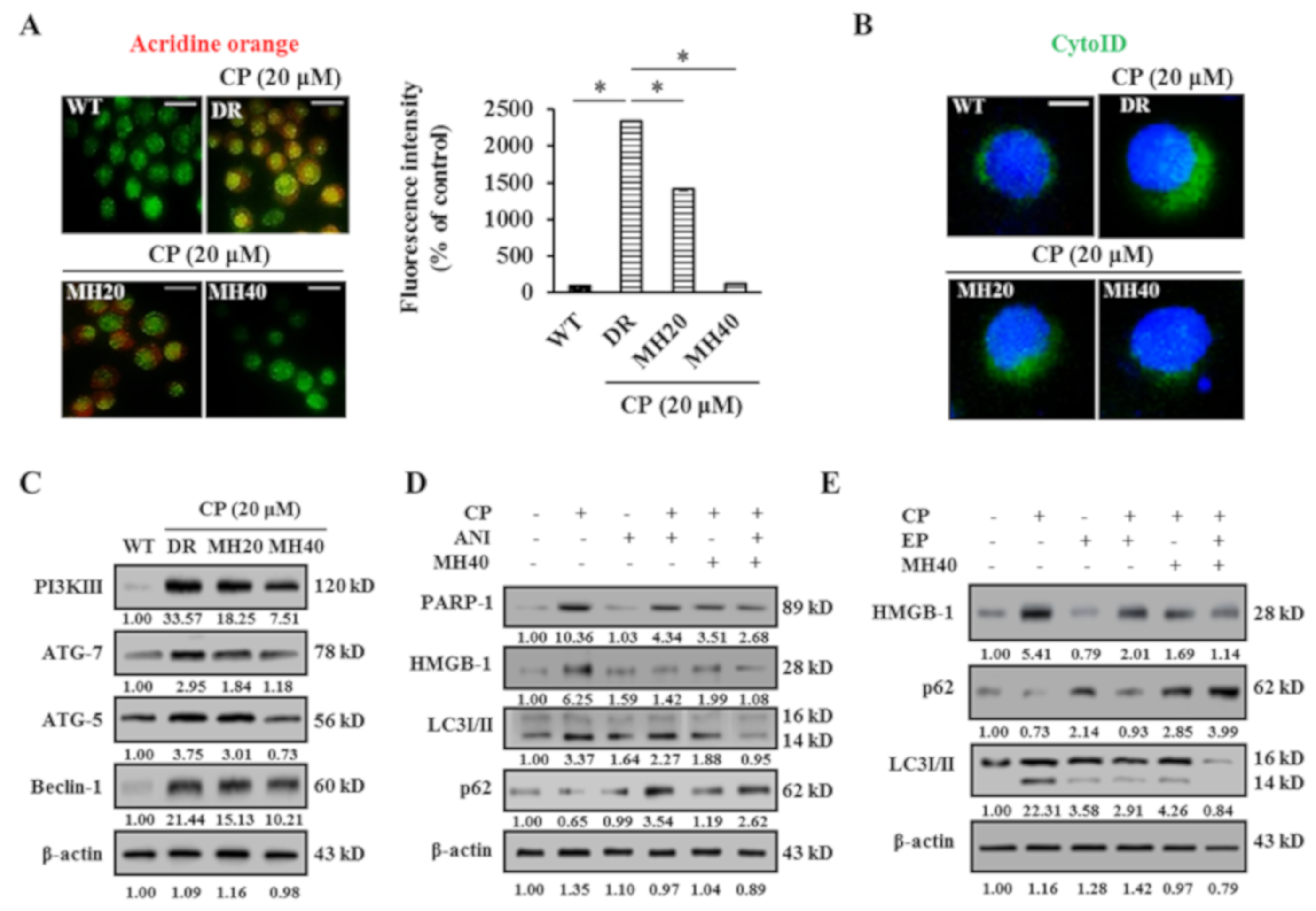 Cancers 11 00986 g003 Cancers 11 00986 g003
