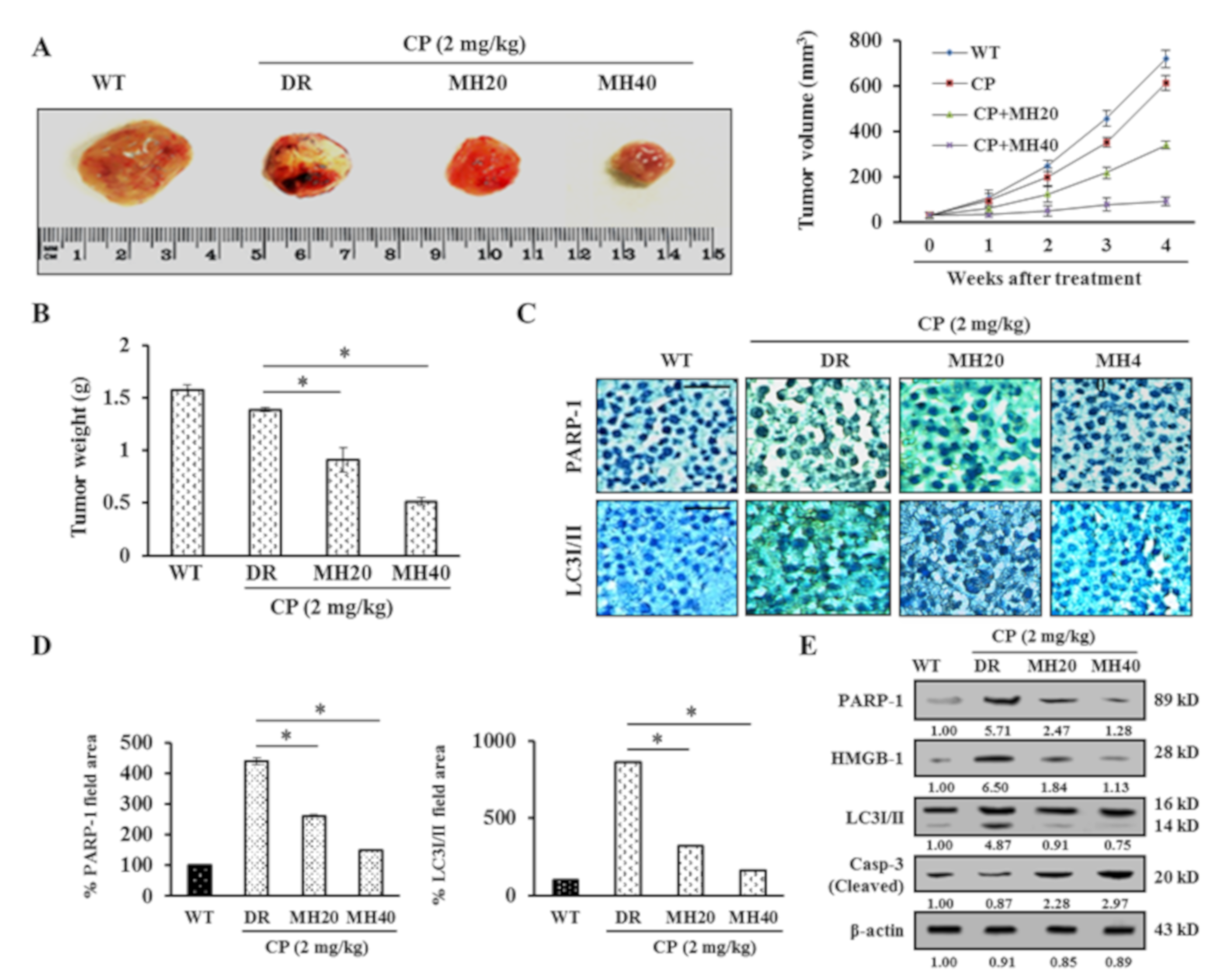 Cancers 11 00986 g007 Cancers 11 00986 g007