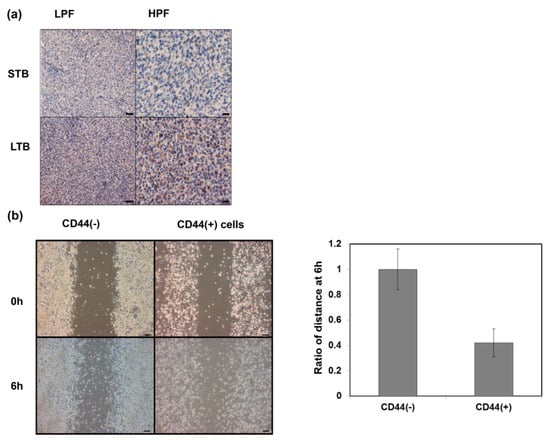 Cancers 11 00992 g0a2