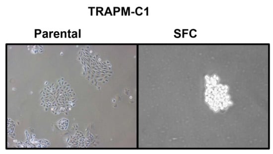 Cancers 11 00992 g0a3