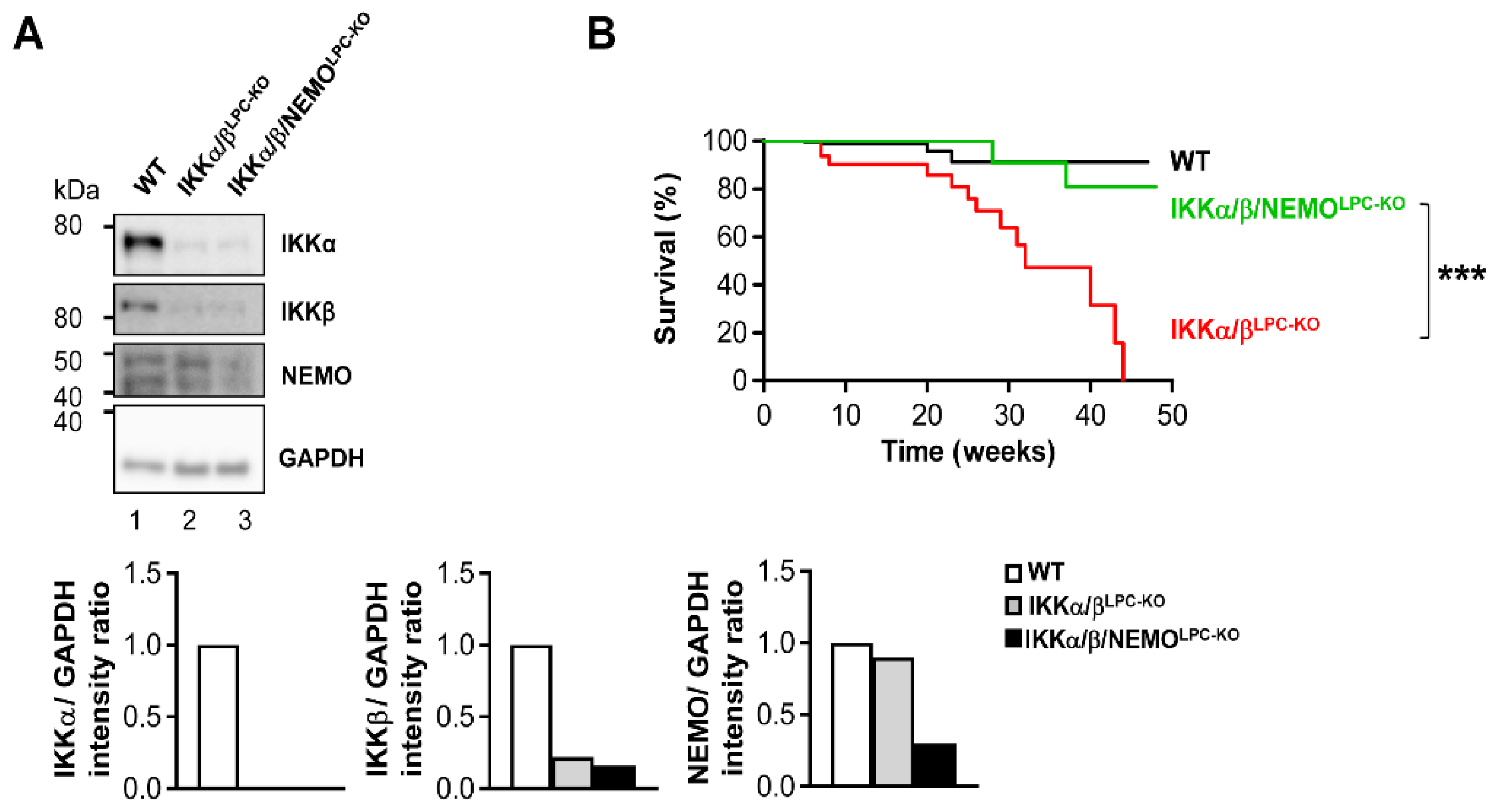 Cancers 11 00999 g001a