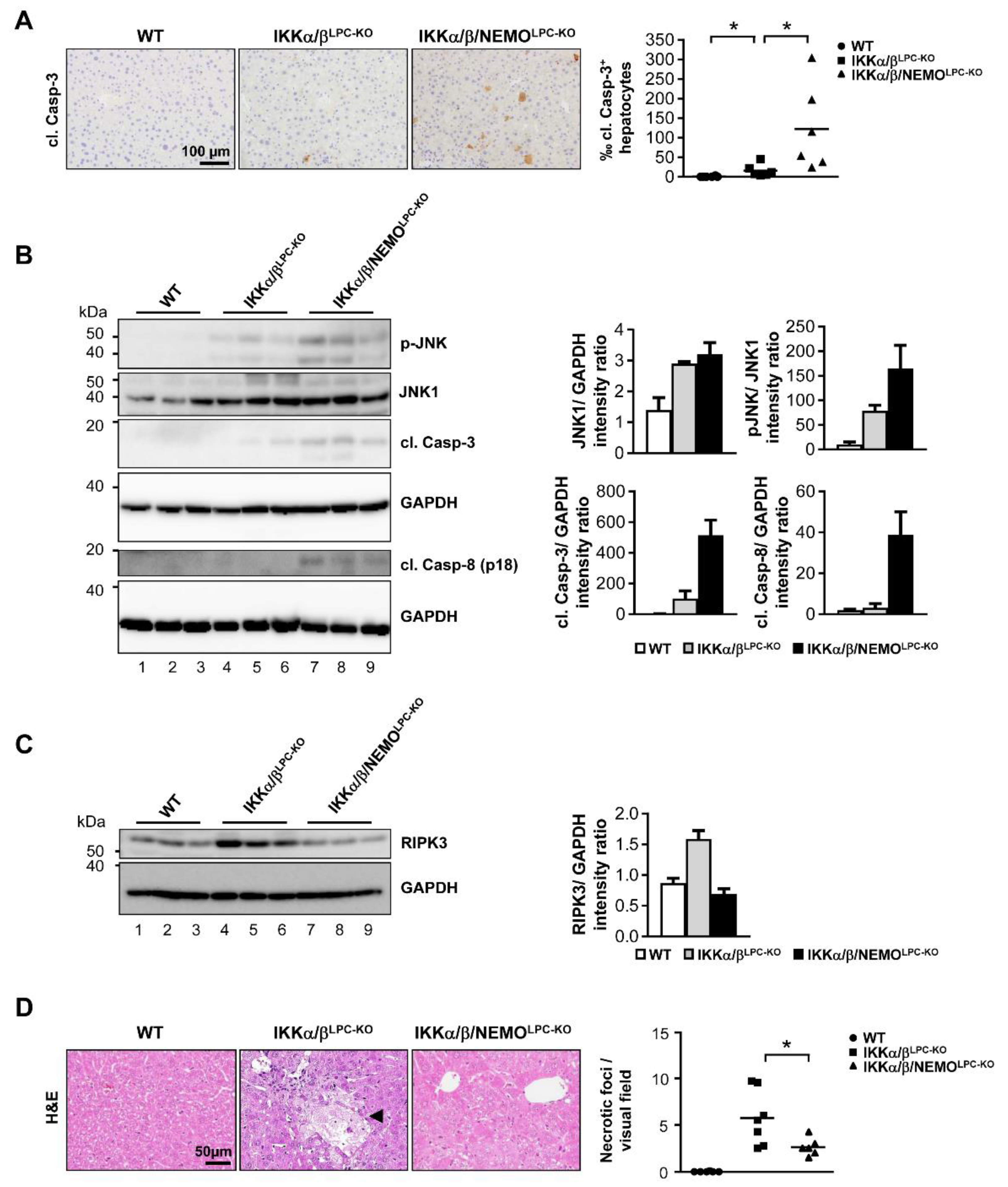 Cancers 11 00999 g003