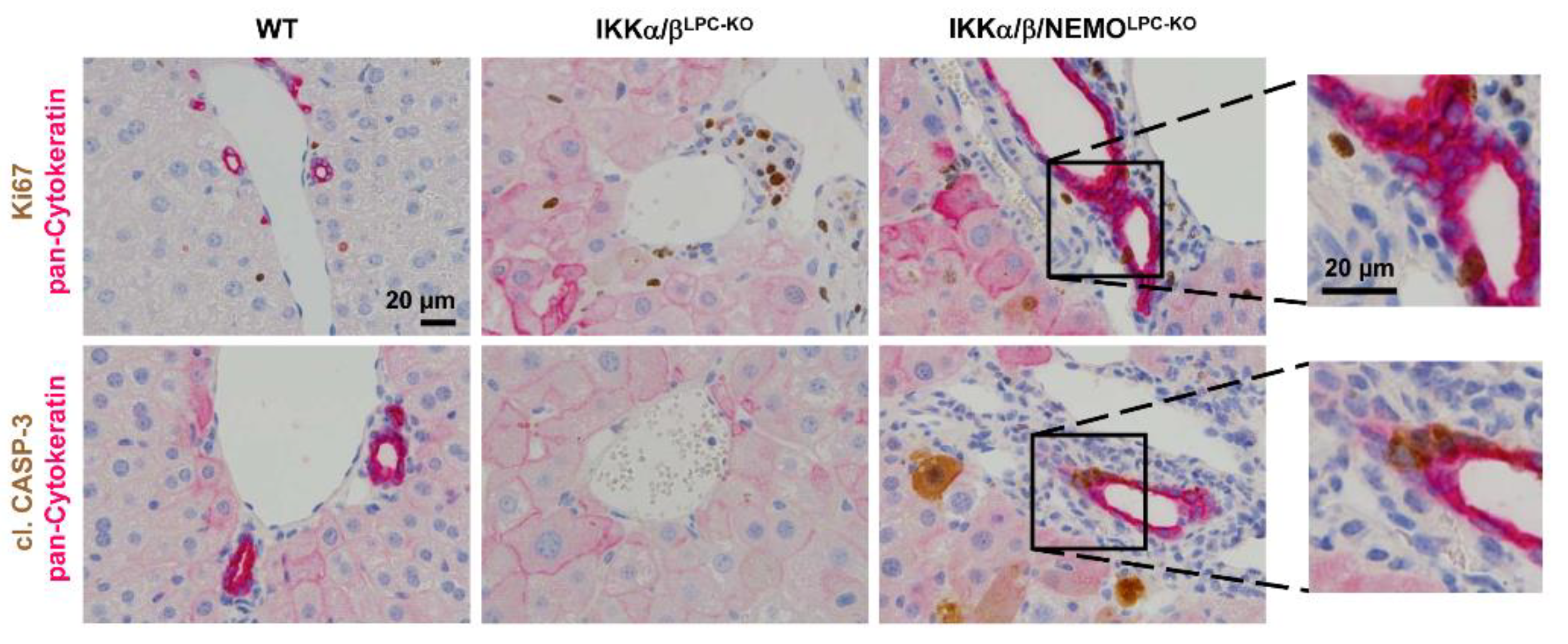 Cancers 11 00999 g005