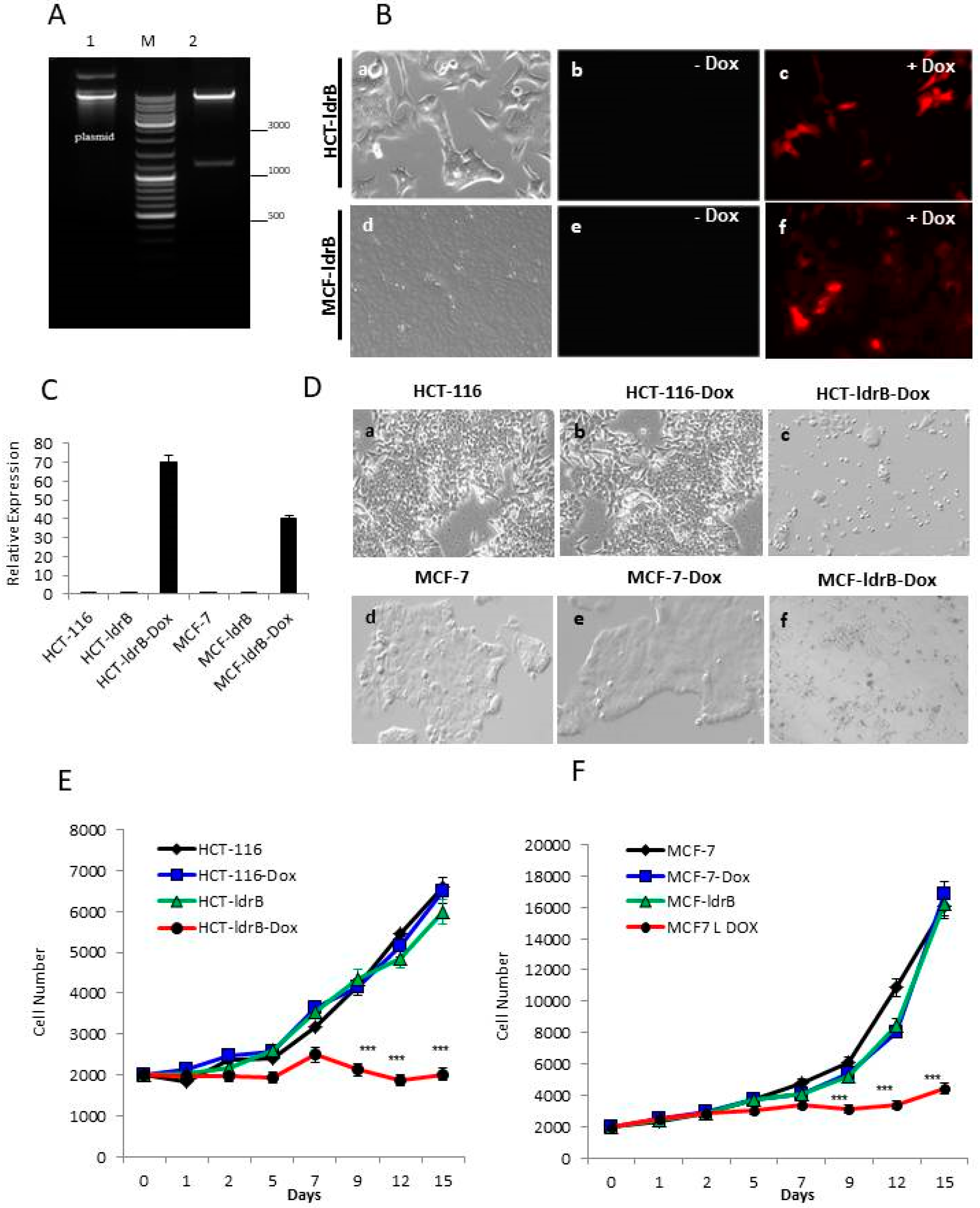 Cancers 11 01016 g001
