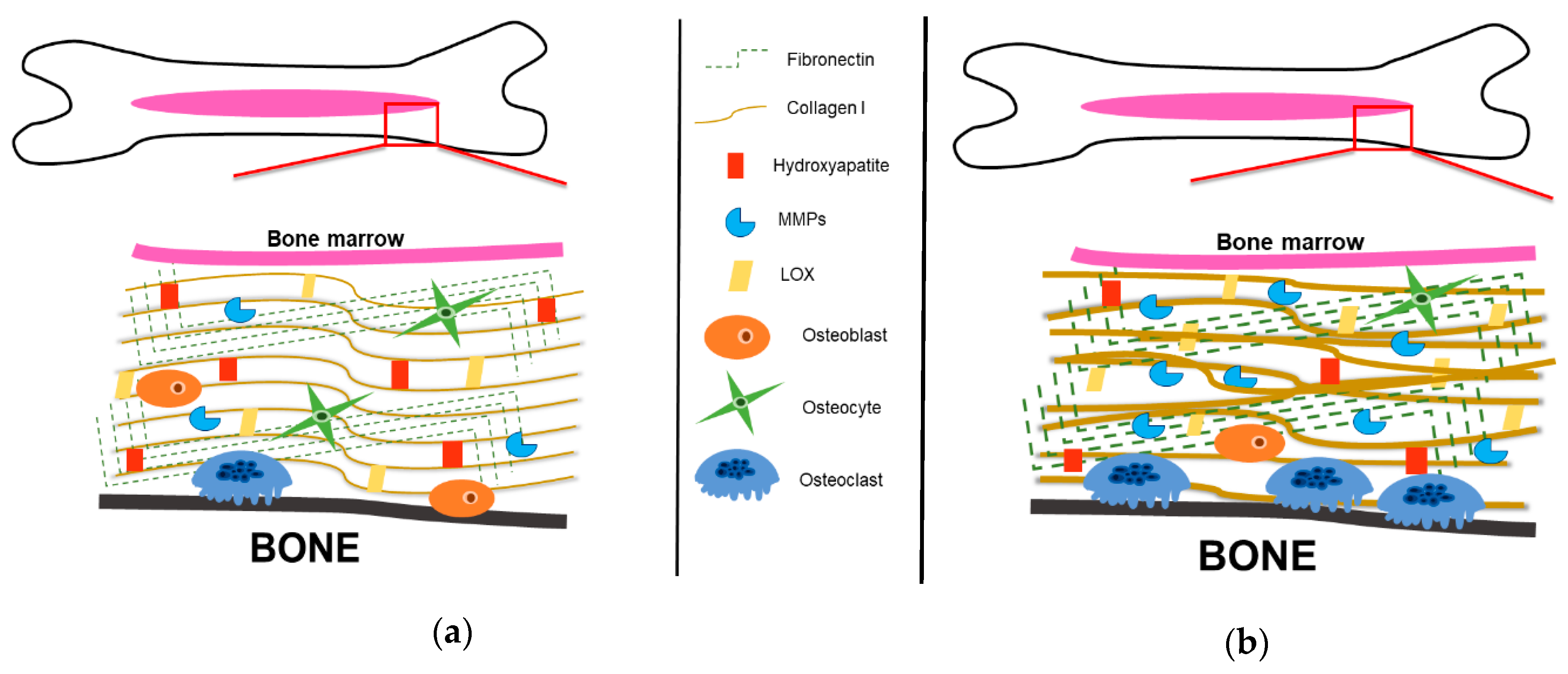 Cancers 11 01020 g005