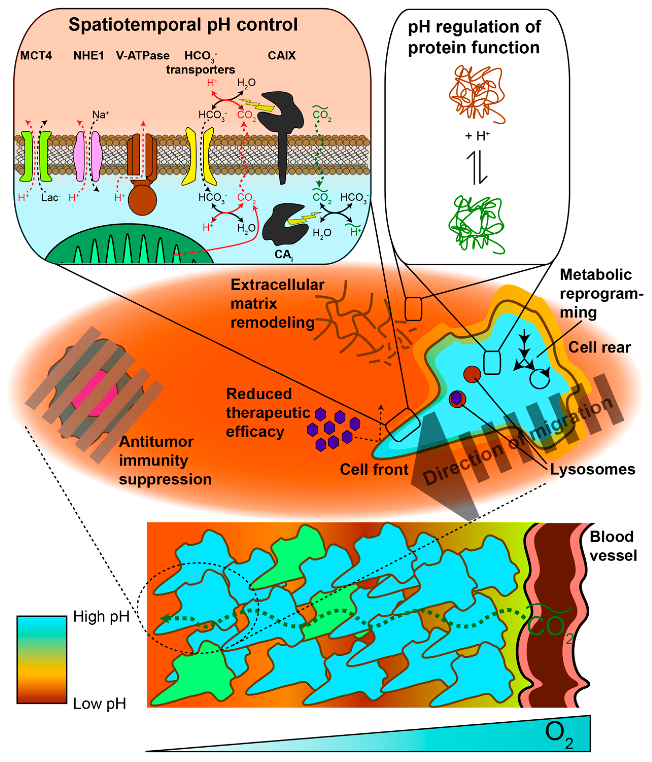 Cancers 11 01026 g001 Cancers 11 01026 g001