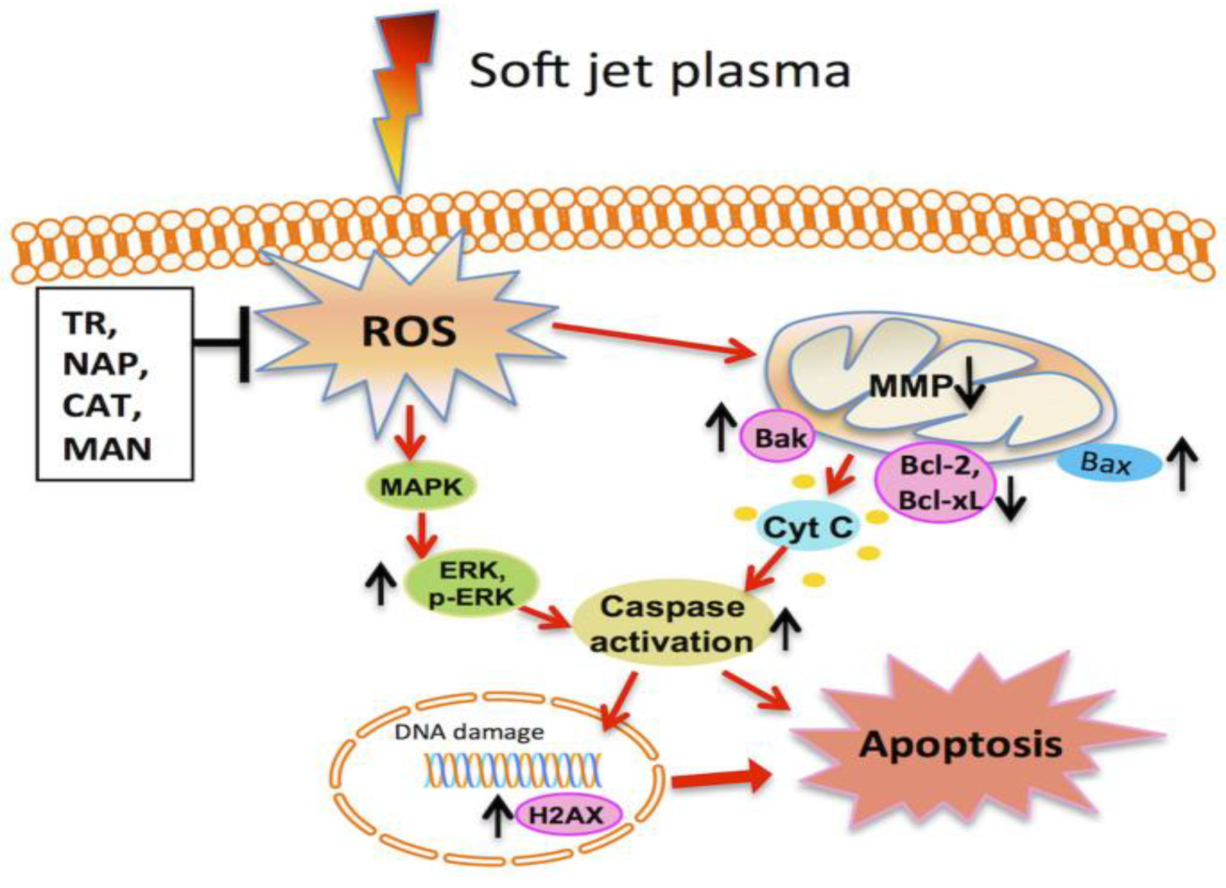 Cancers 11 01030 g004 Cancers 11 01030 g004