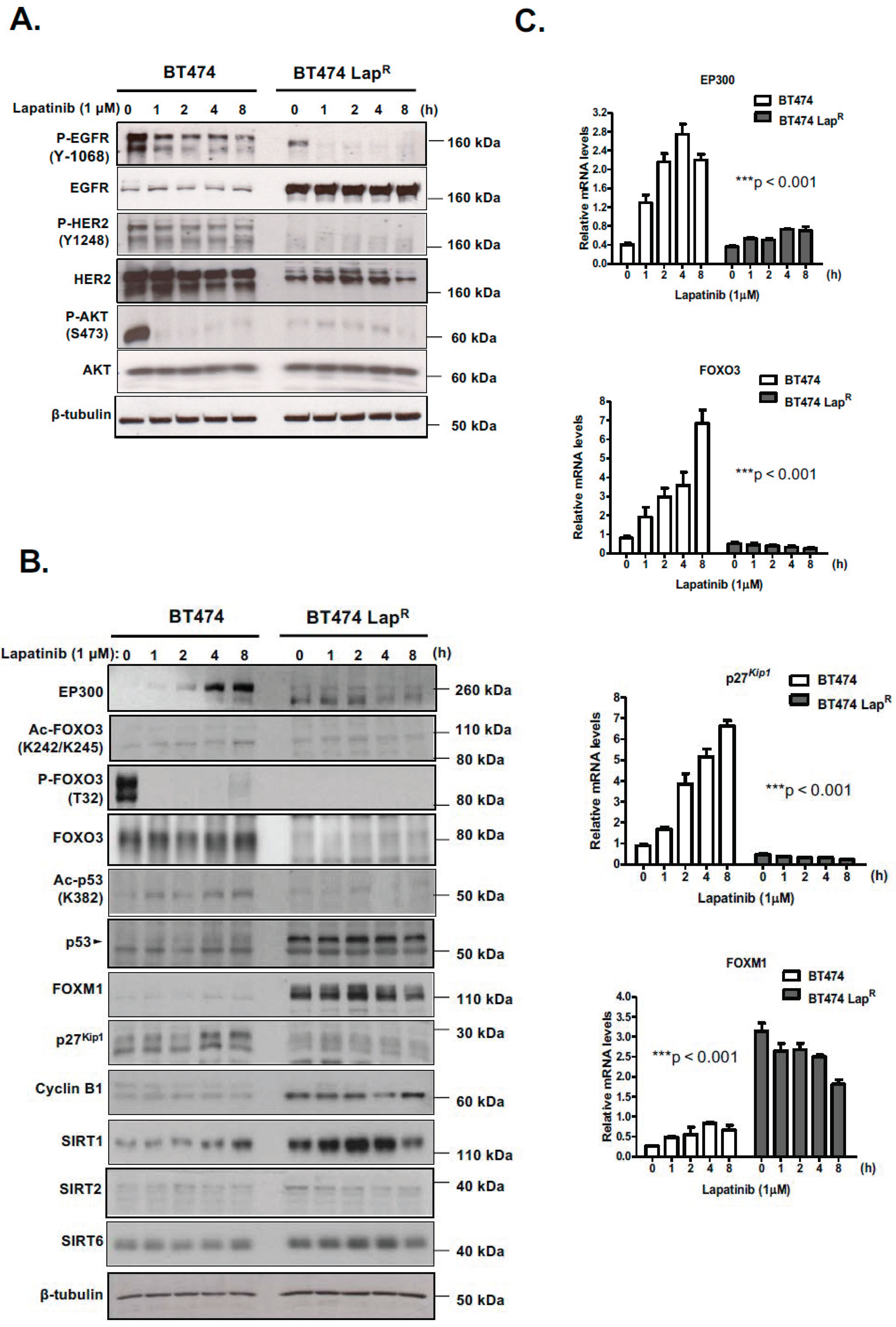 Cancers 11 01067 g001