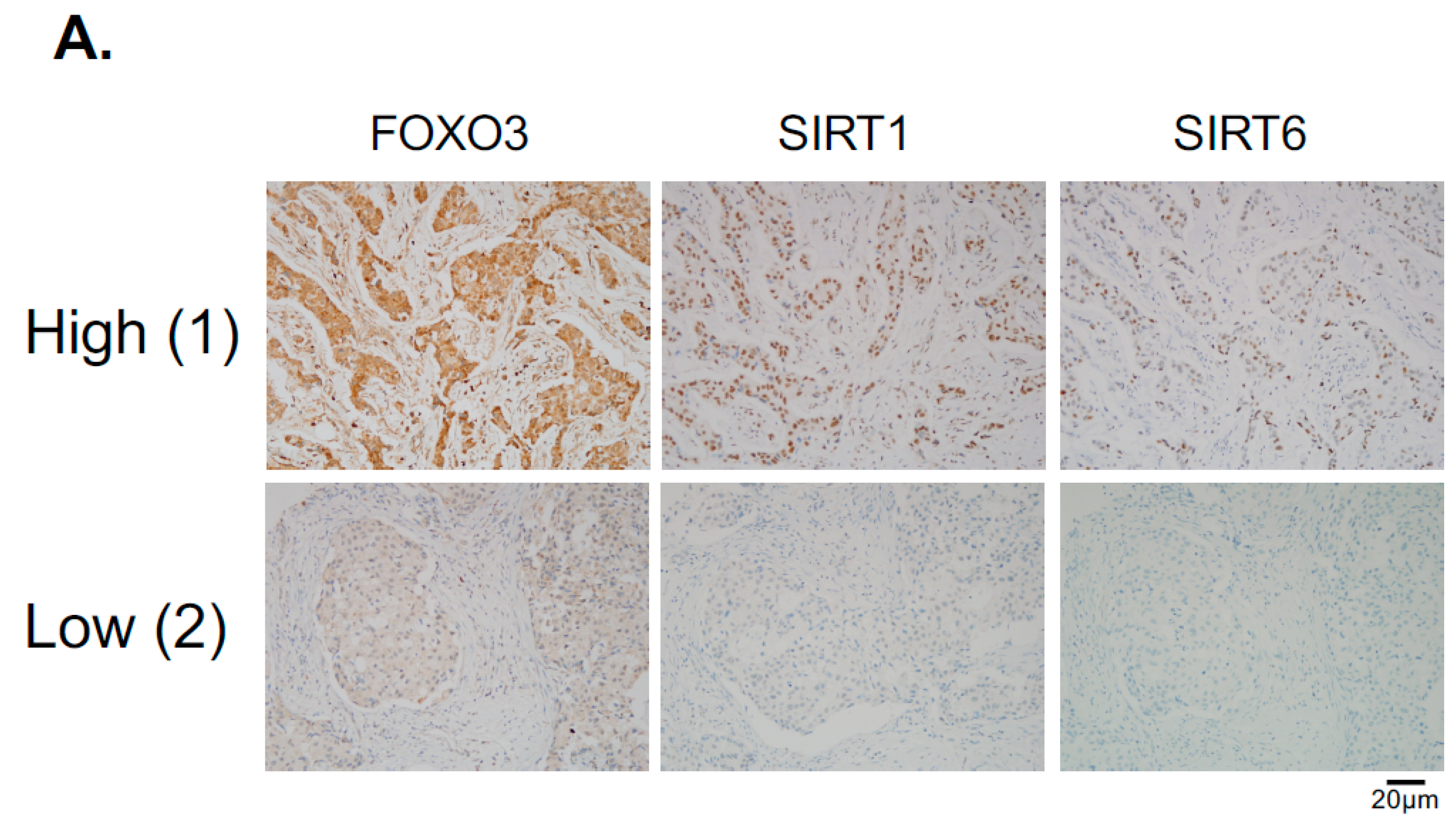 Cancers 11 01067 g008a