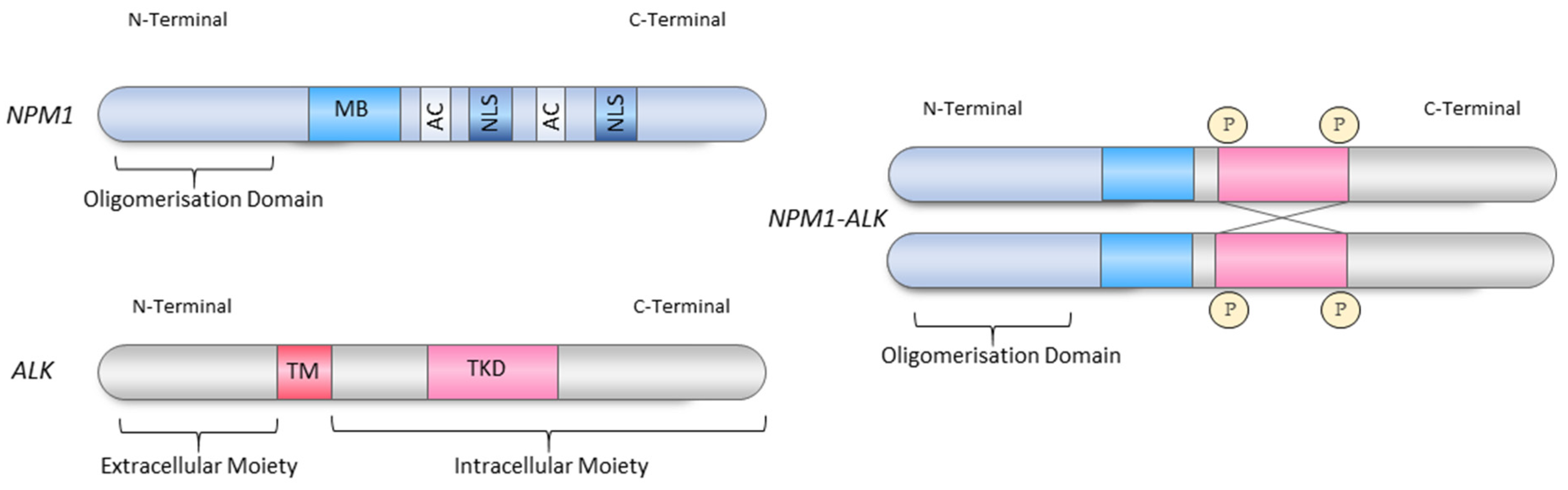 Cancers 11 01074 g001
