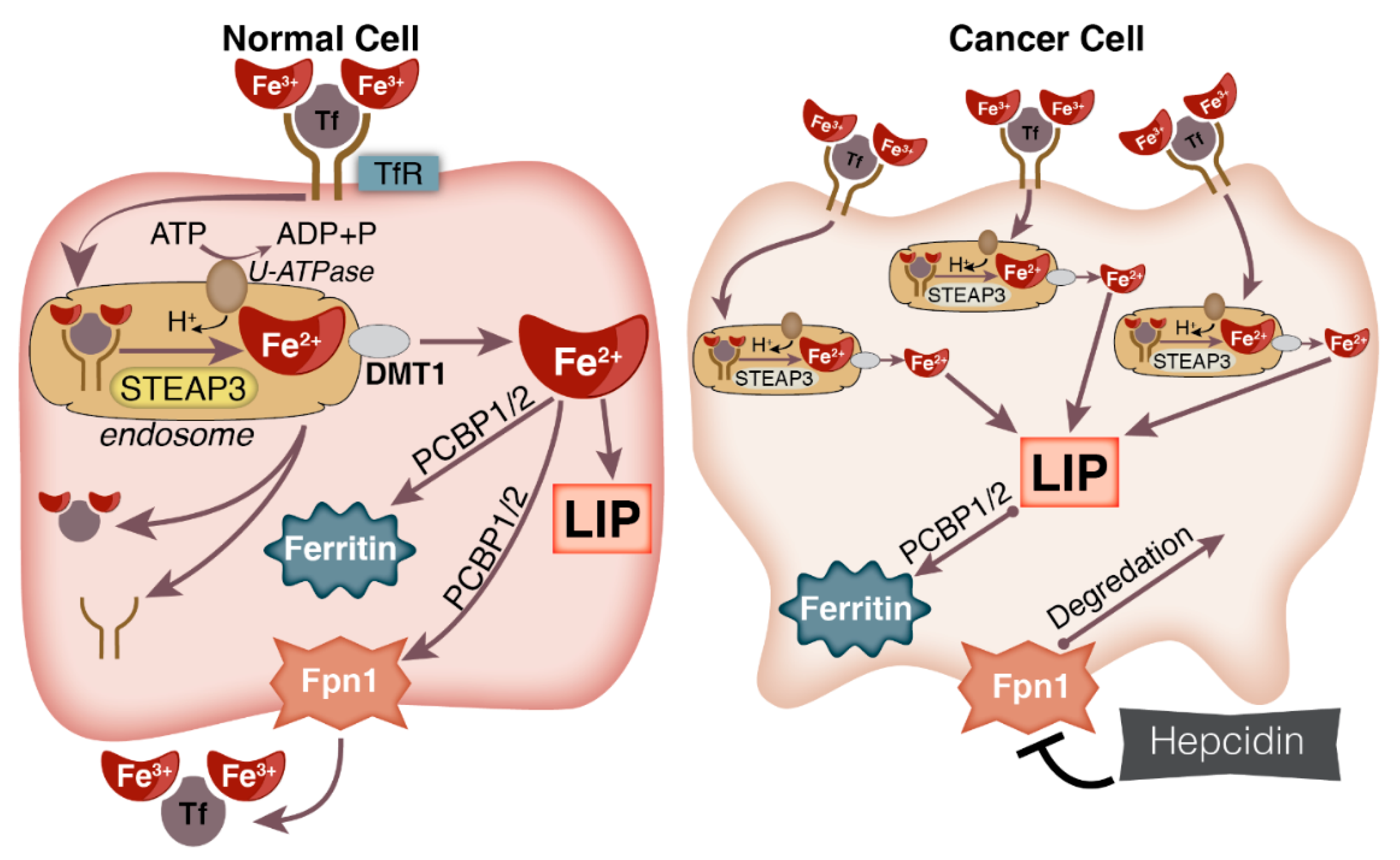 Cancers 11 01077 g002