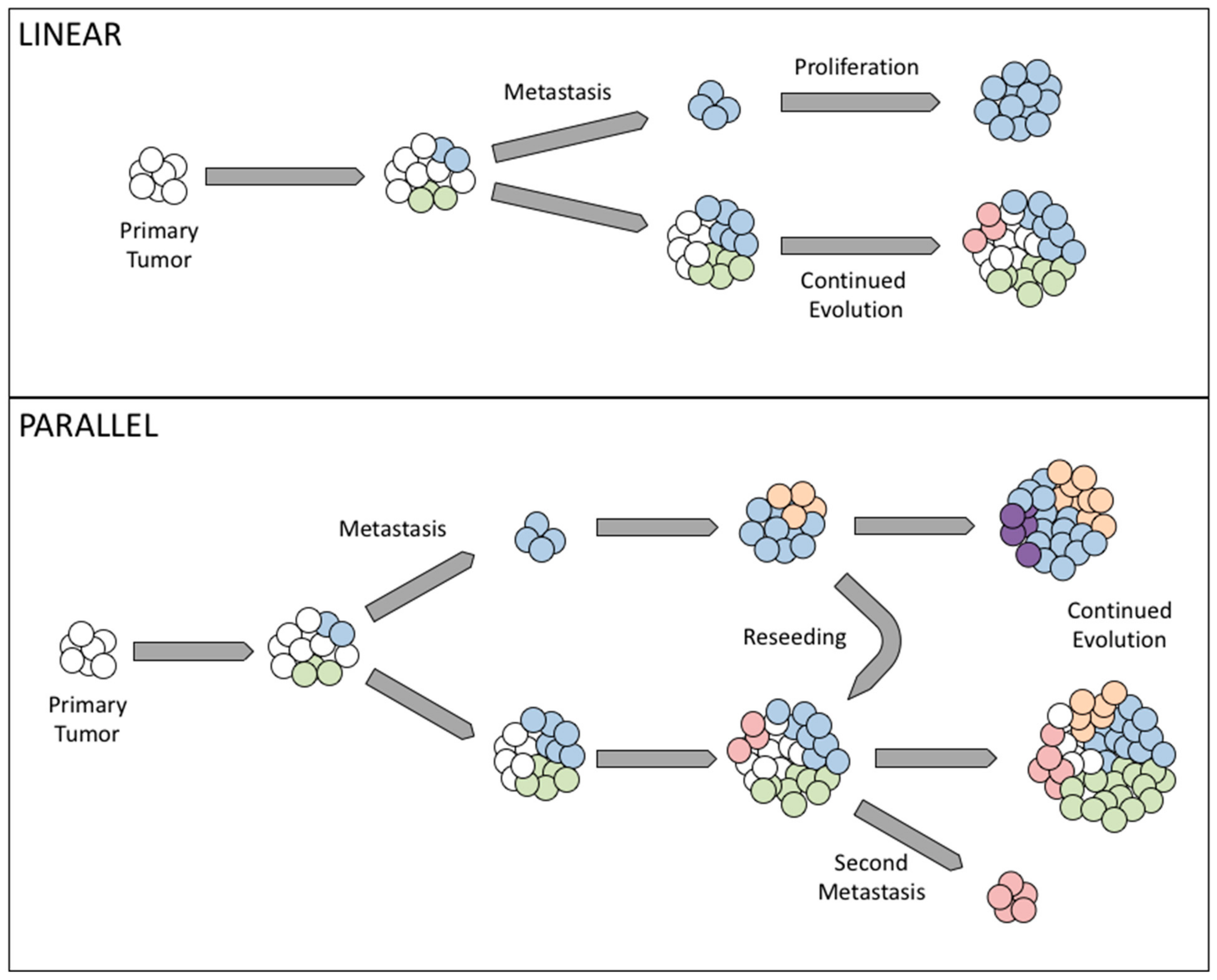 Cancers 11 01083 g001