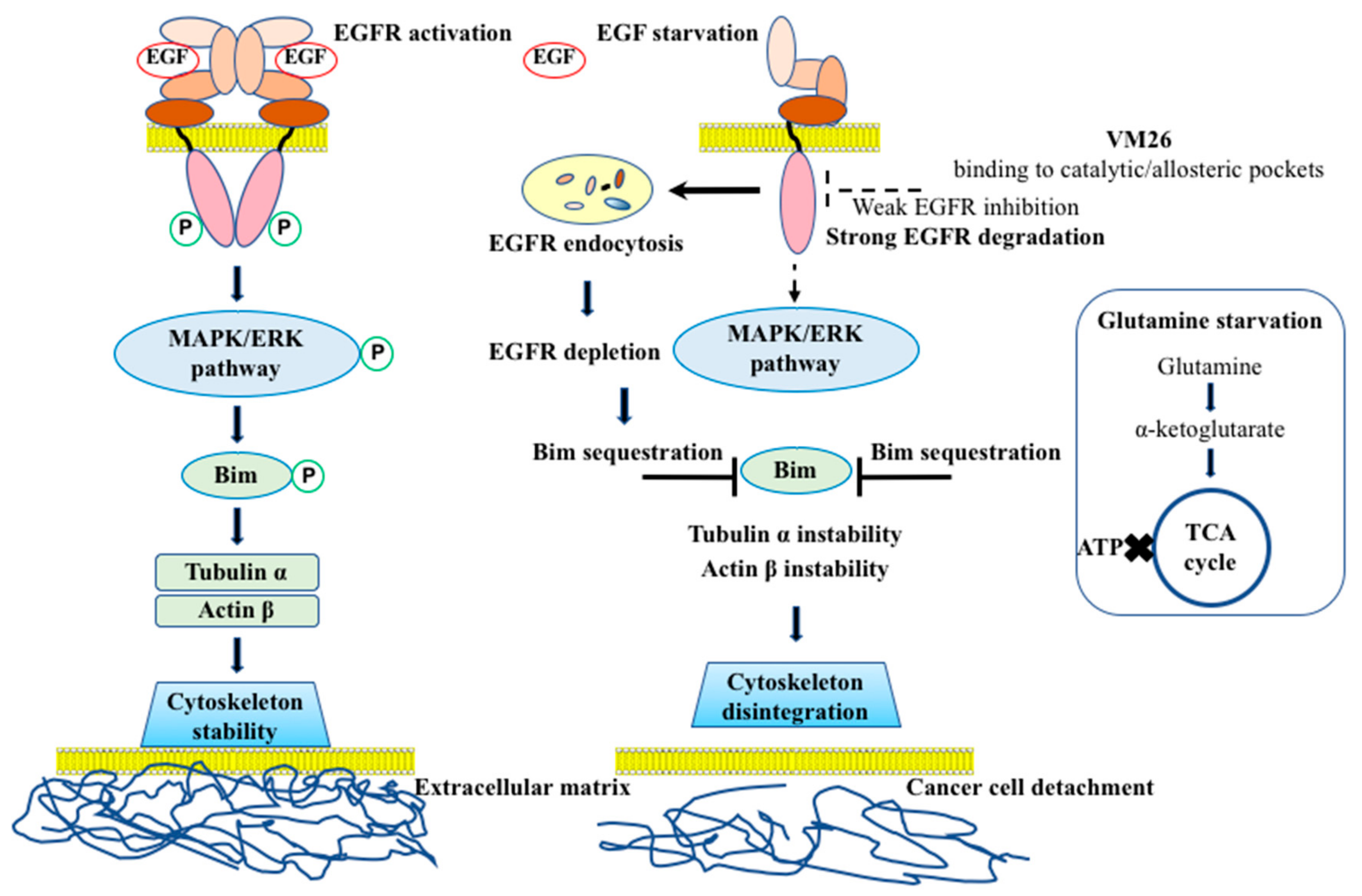 Cancers 11 01094 g008