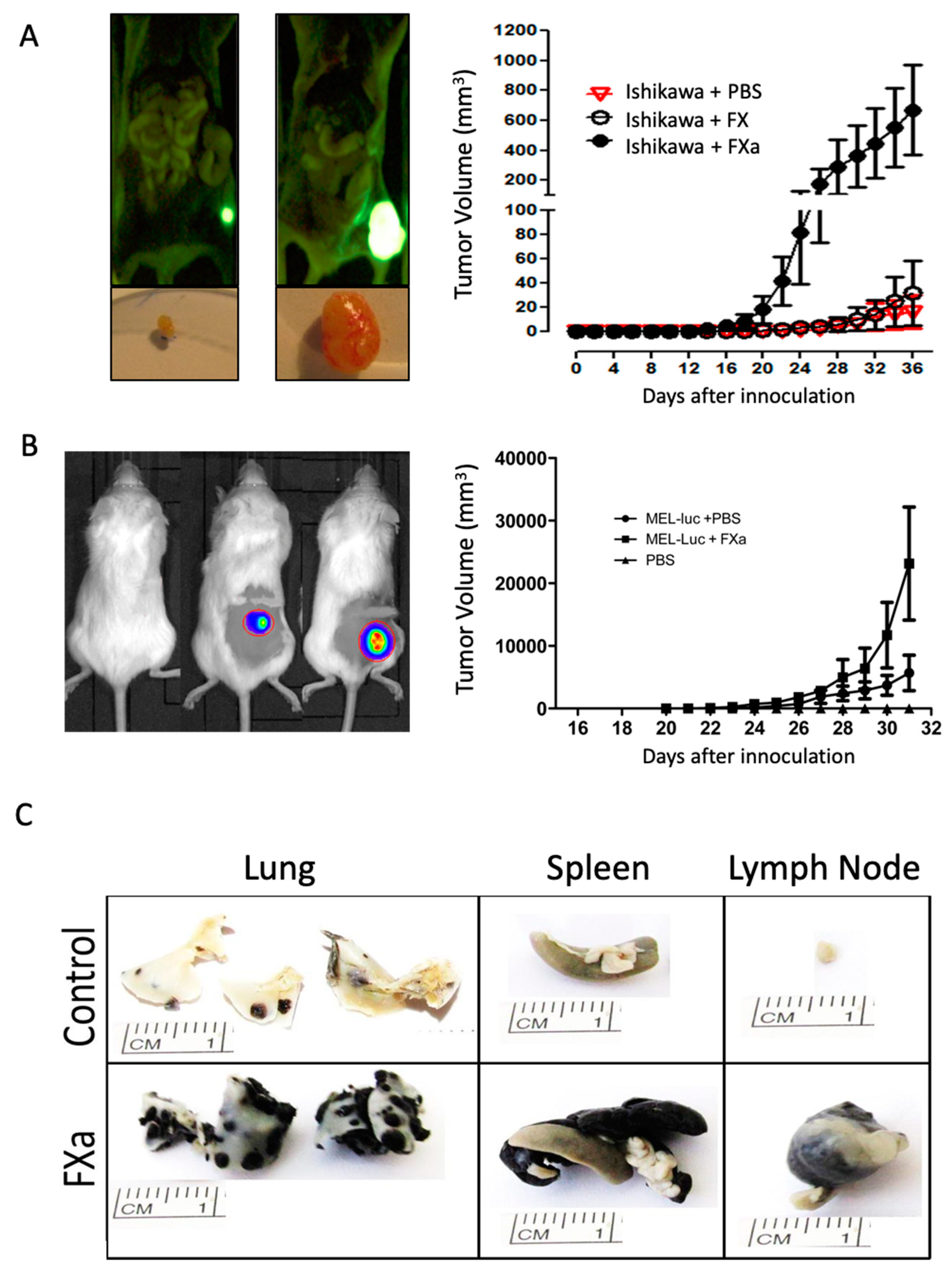 Cancers 11 01103 g001