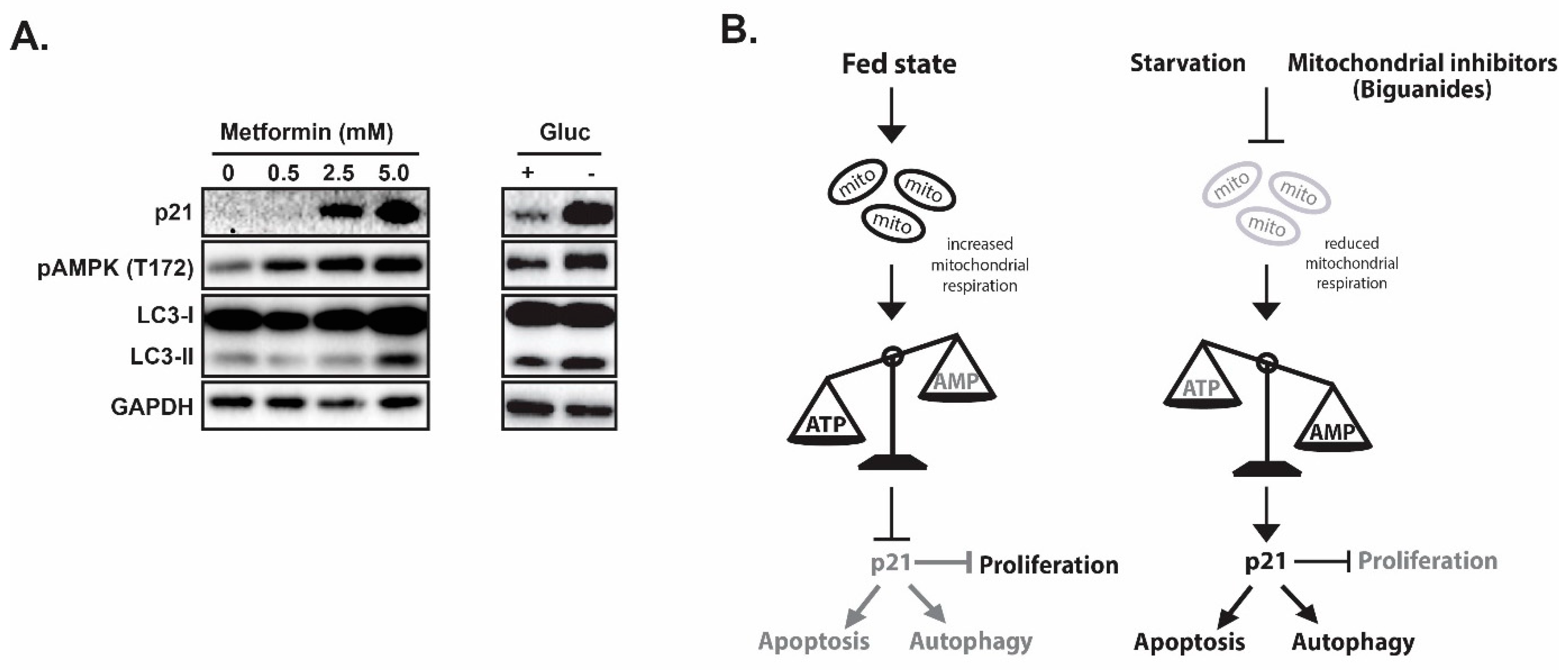 Cancers 11 01112 g002