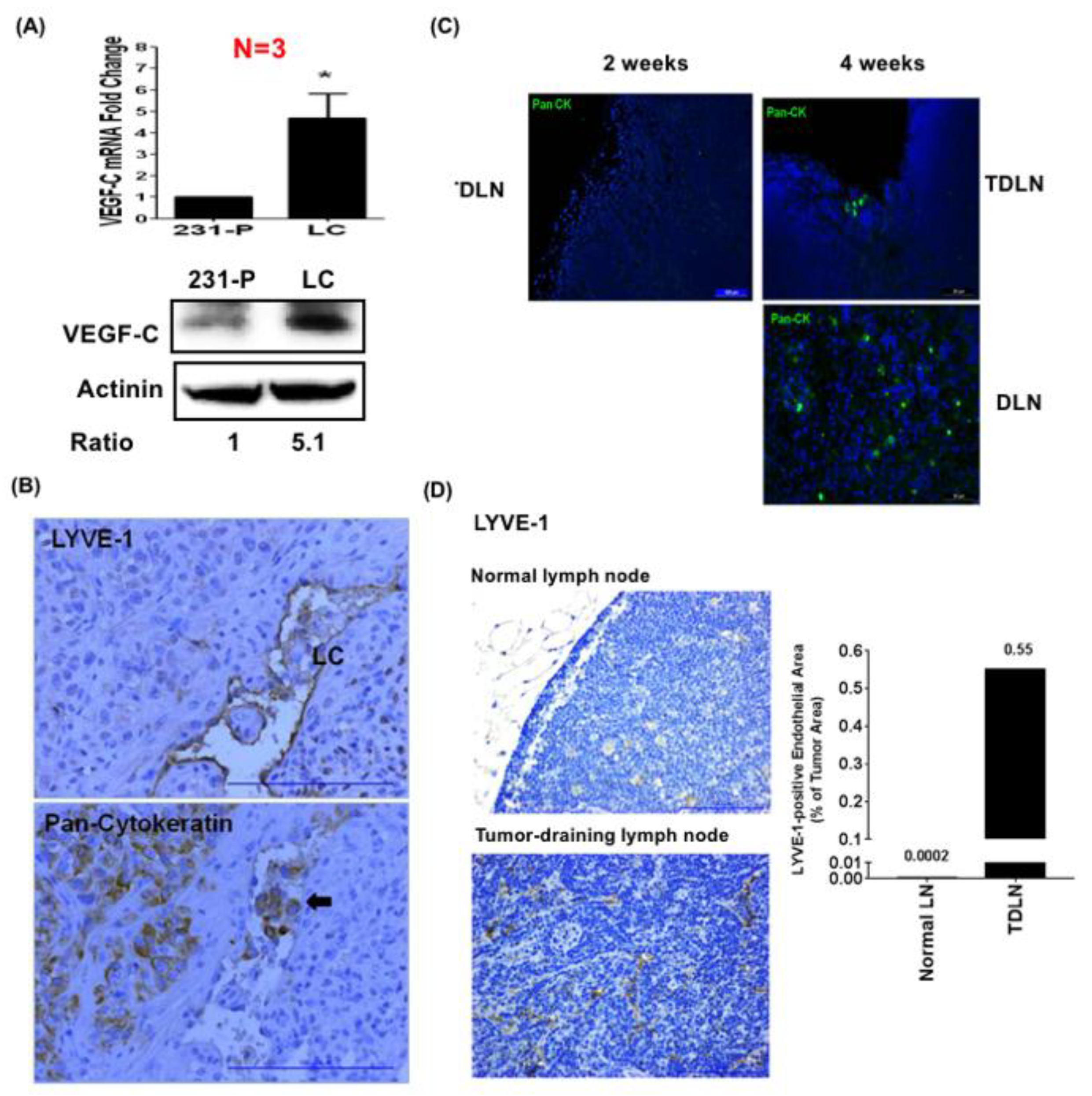 Cancers 11 01120 g001