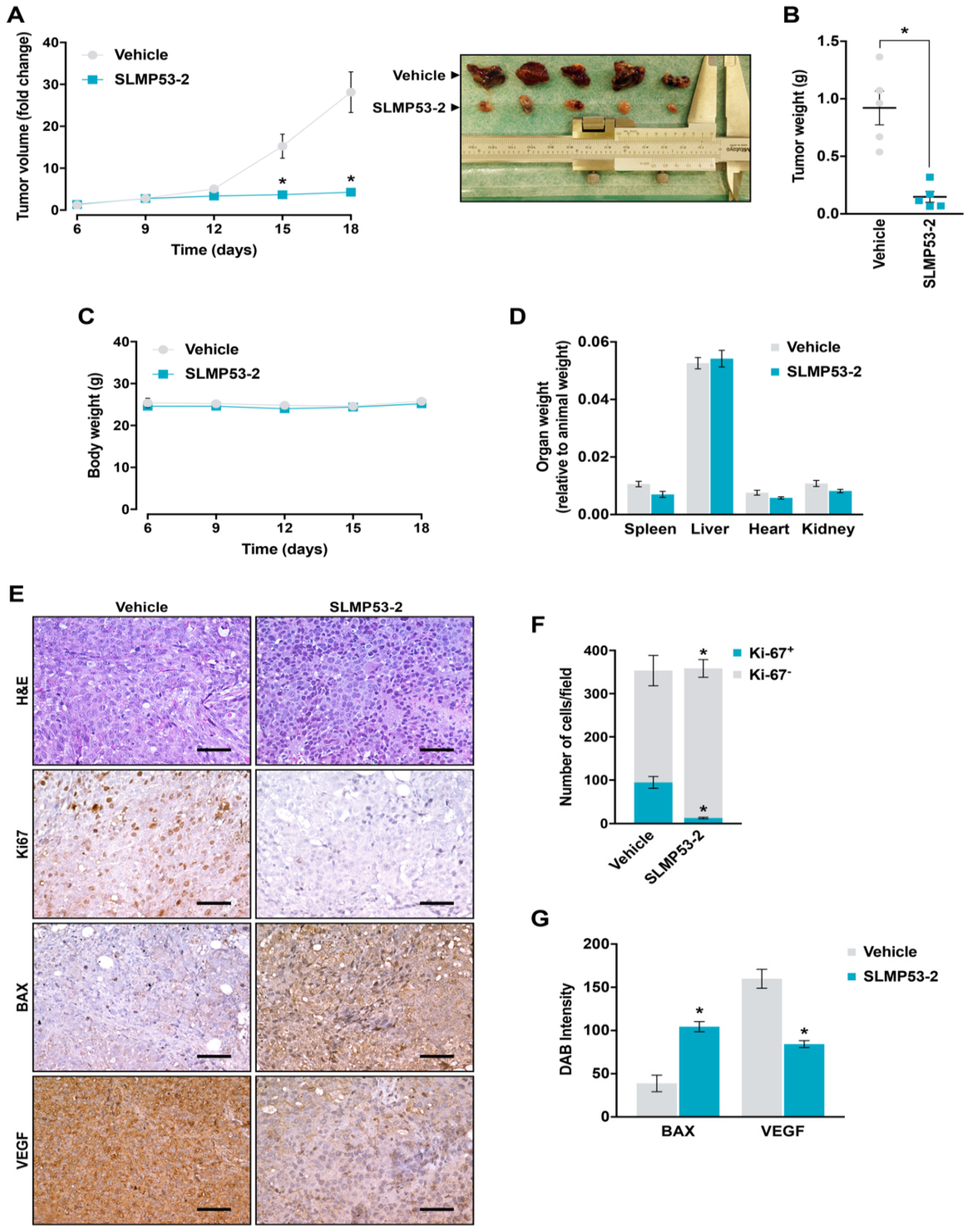 Cancers 11 01151 g007
