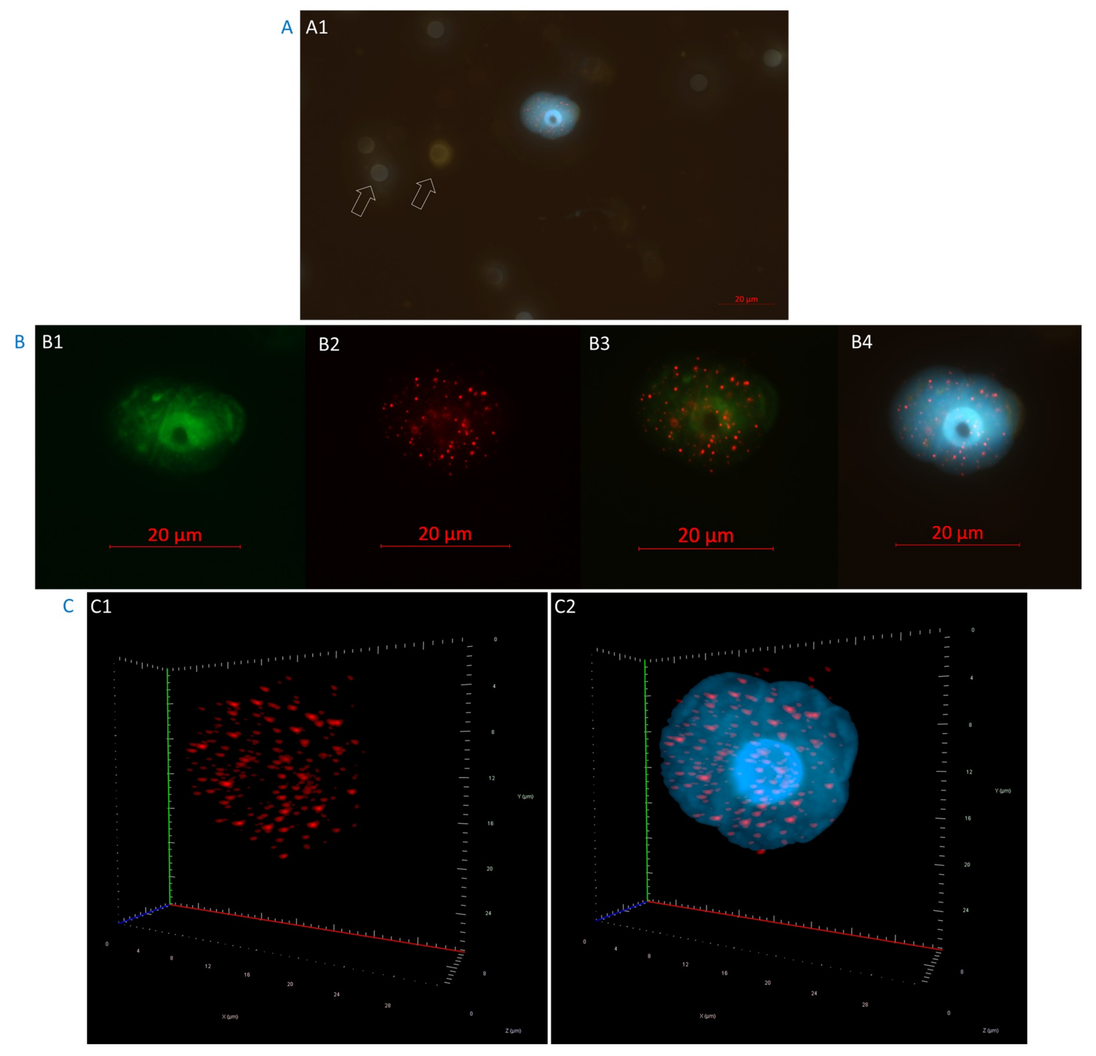 Cancers 11 01165 g002 Cancers 11 01165 g002