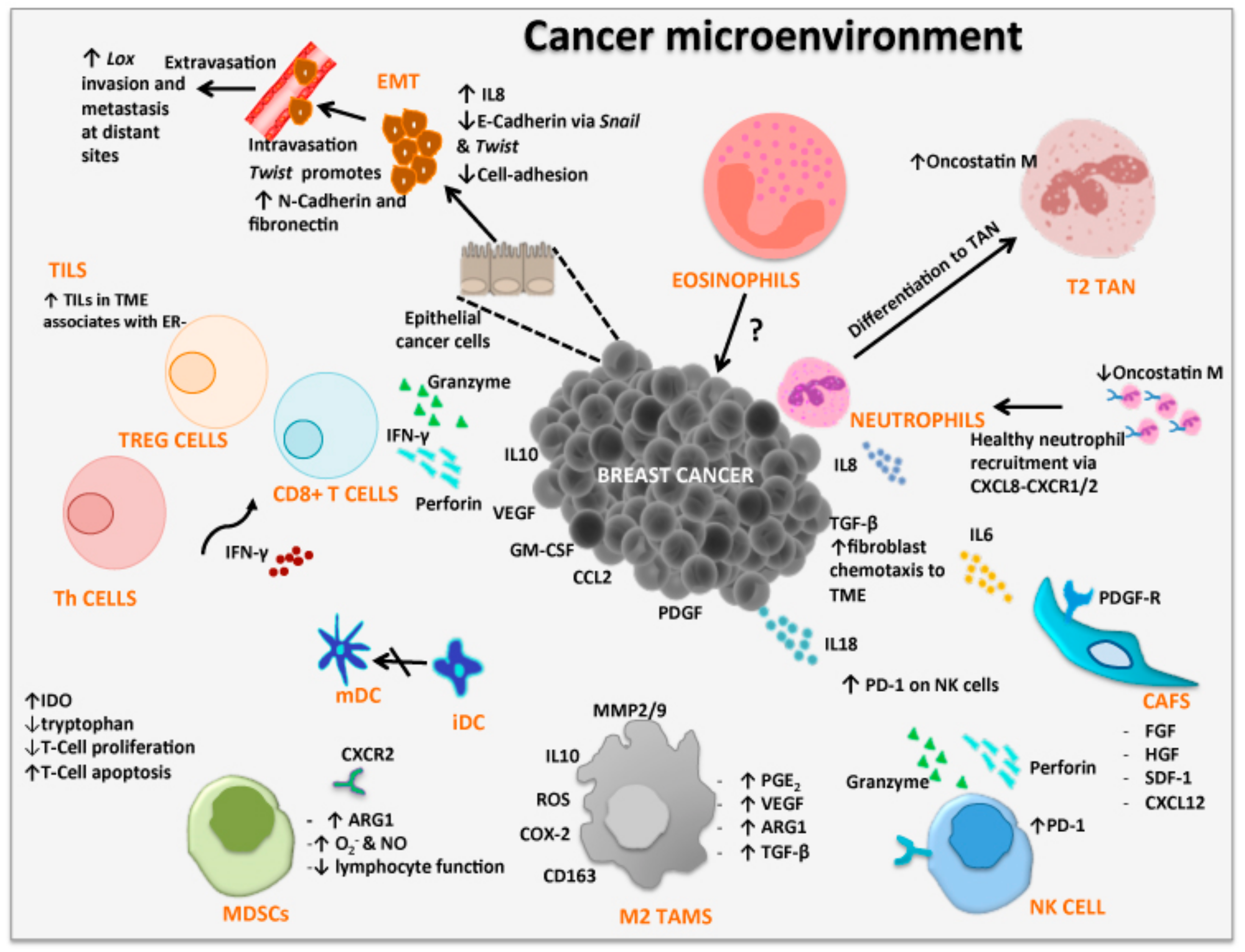 Cancers 11 01205 g001