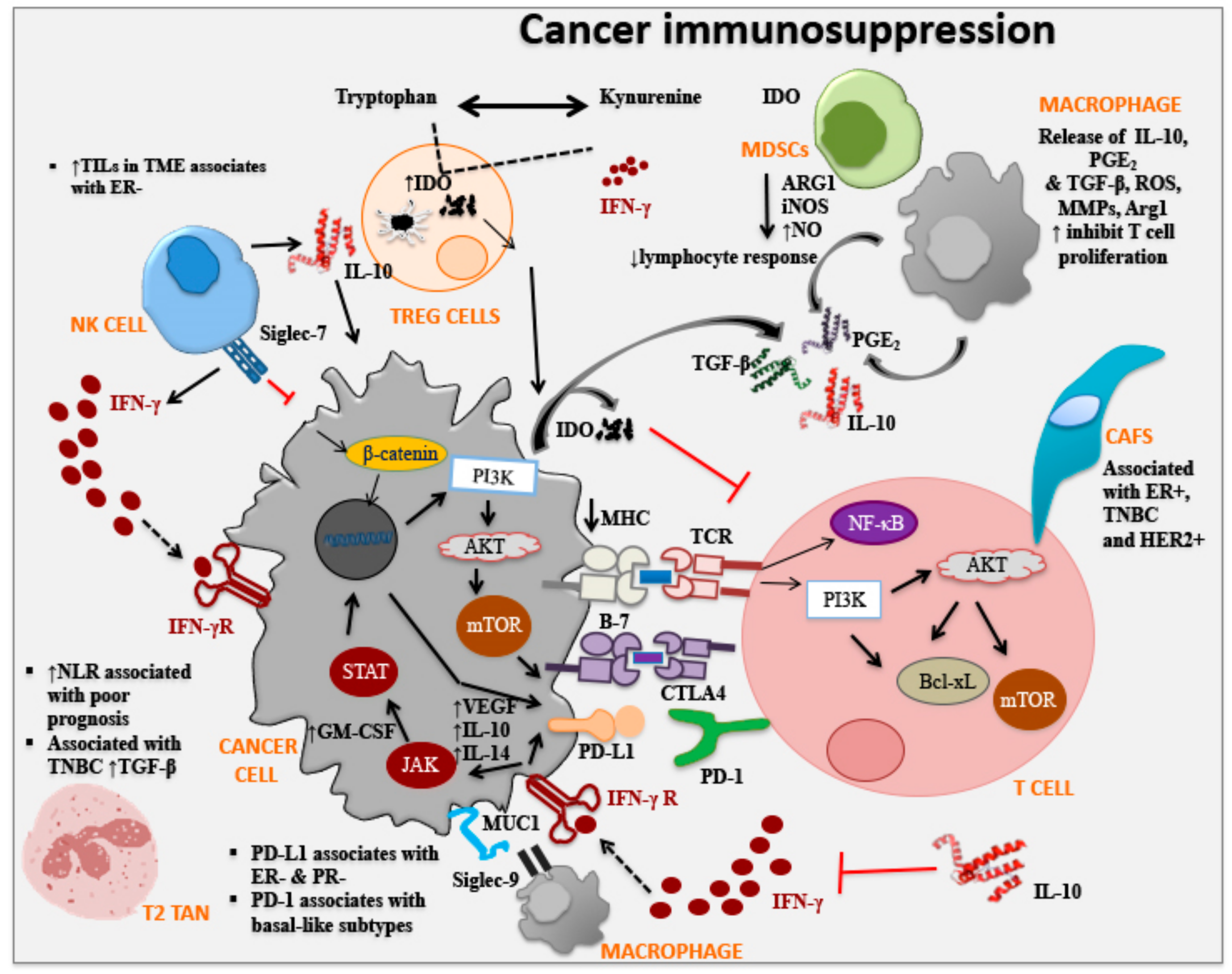 Cancers 11 01205 g002