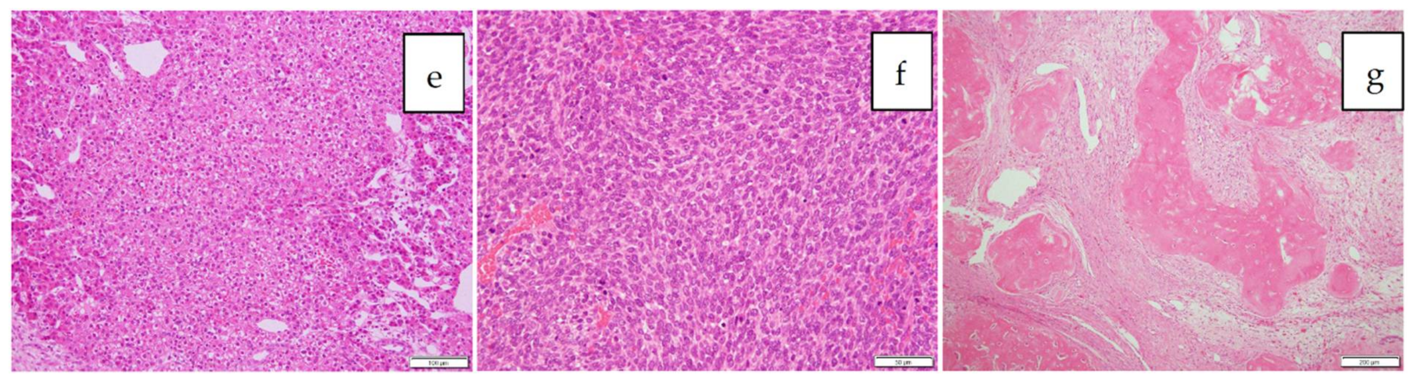 Cancers 11 01215 g003b Cancers 11 01215 g003b