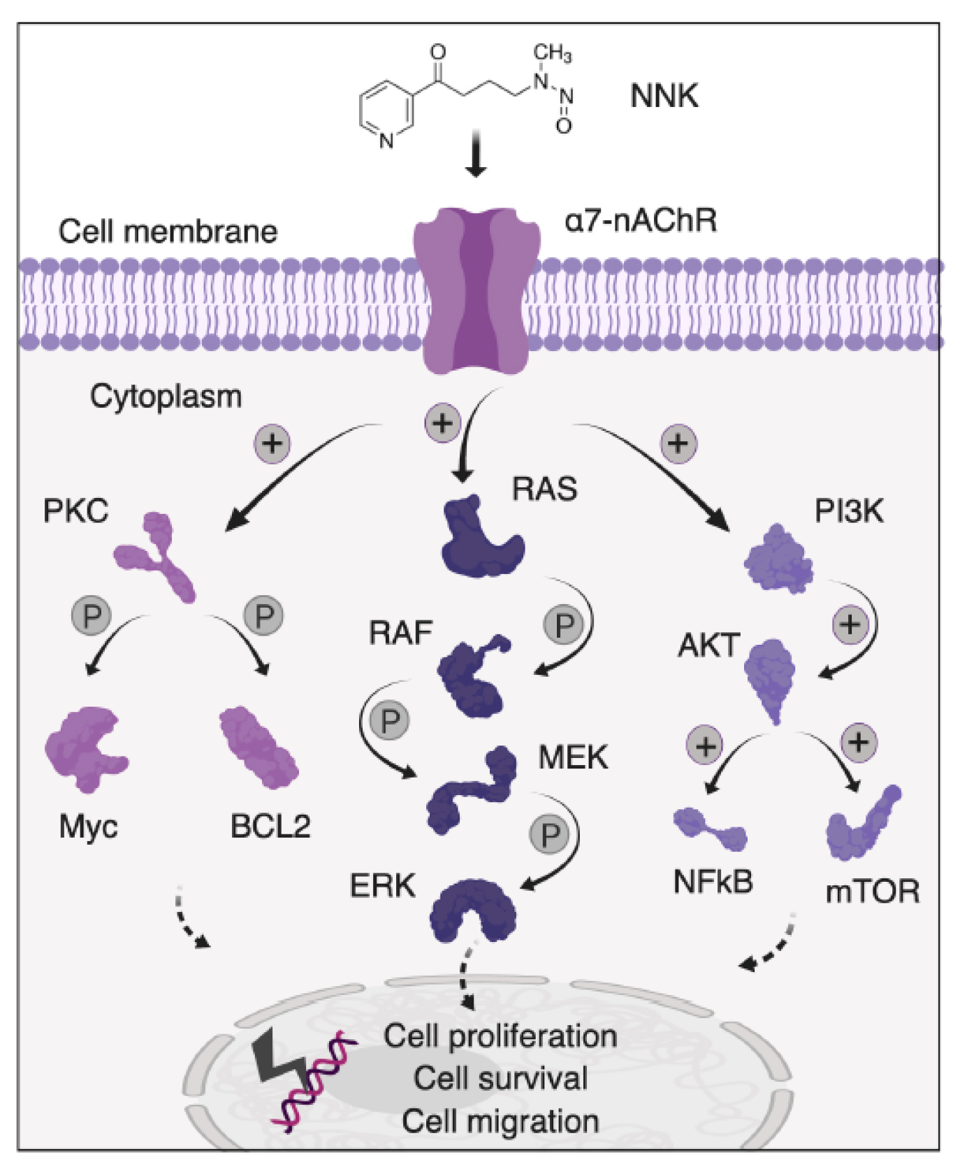 Cancers 11 01218 g002