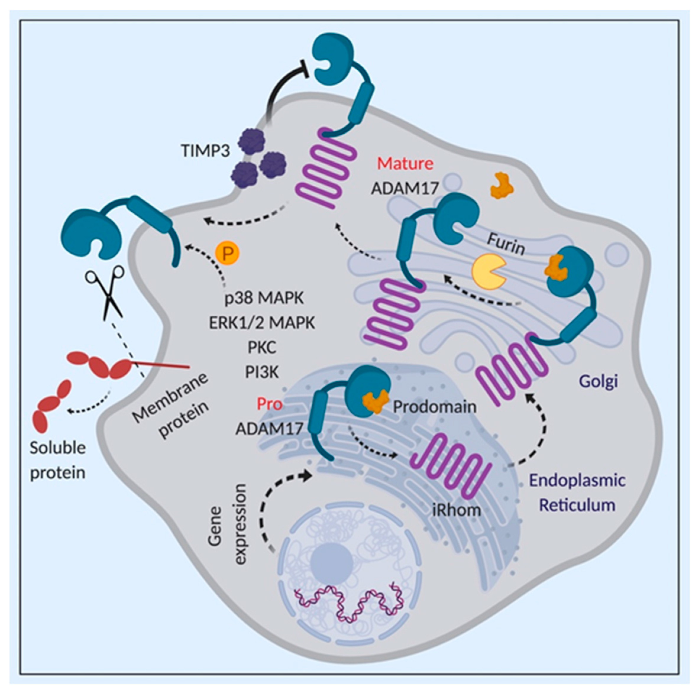 Cancers 11 01218 g008
