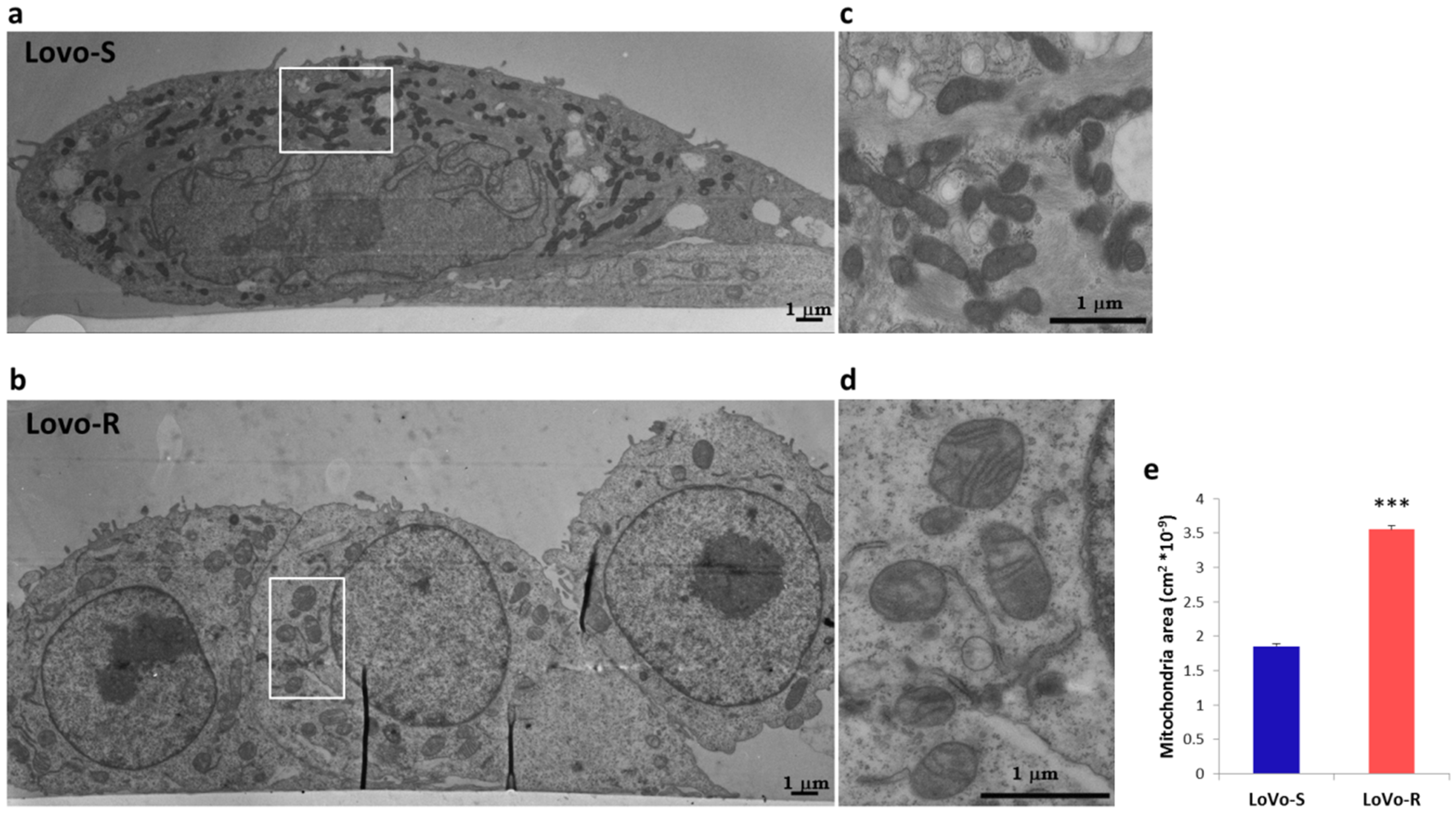 Cancers 11 01254 g002