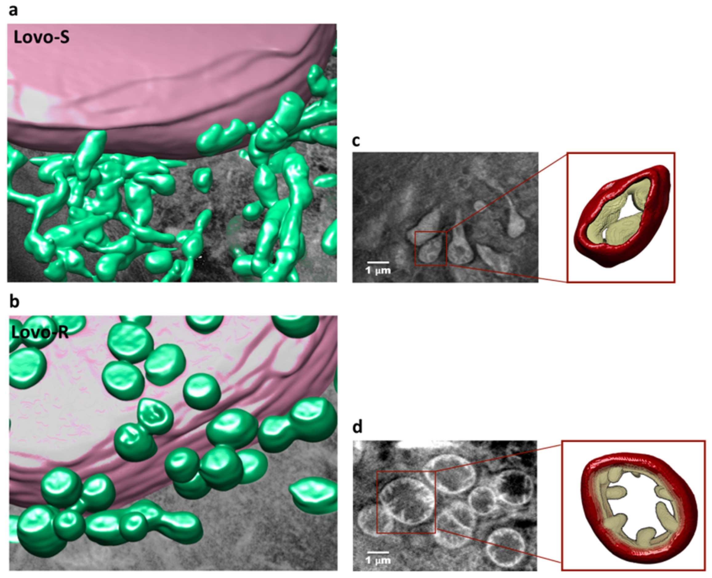 Cancers 11 01254 g003