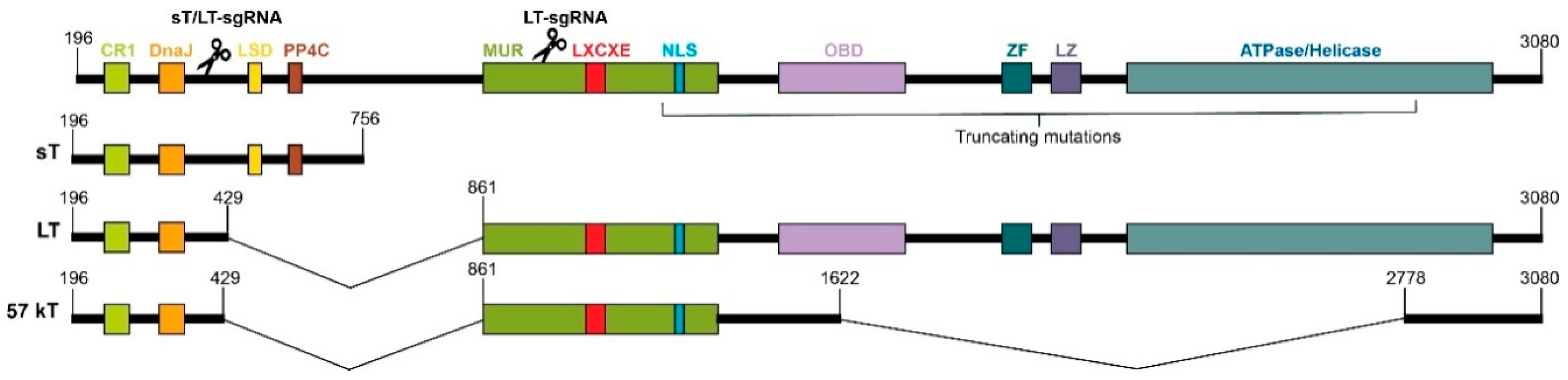 Cancers 11 01260 g001