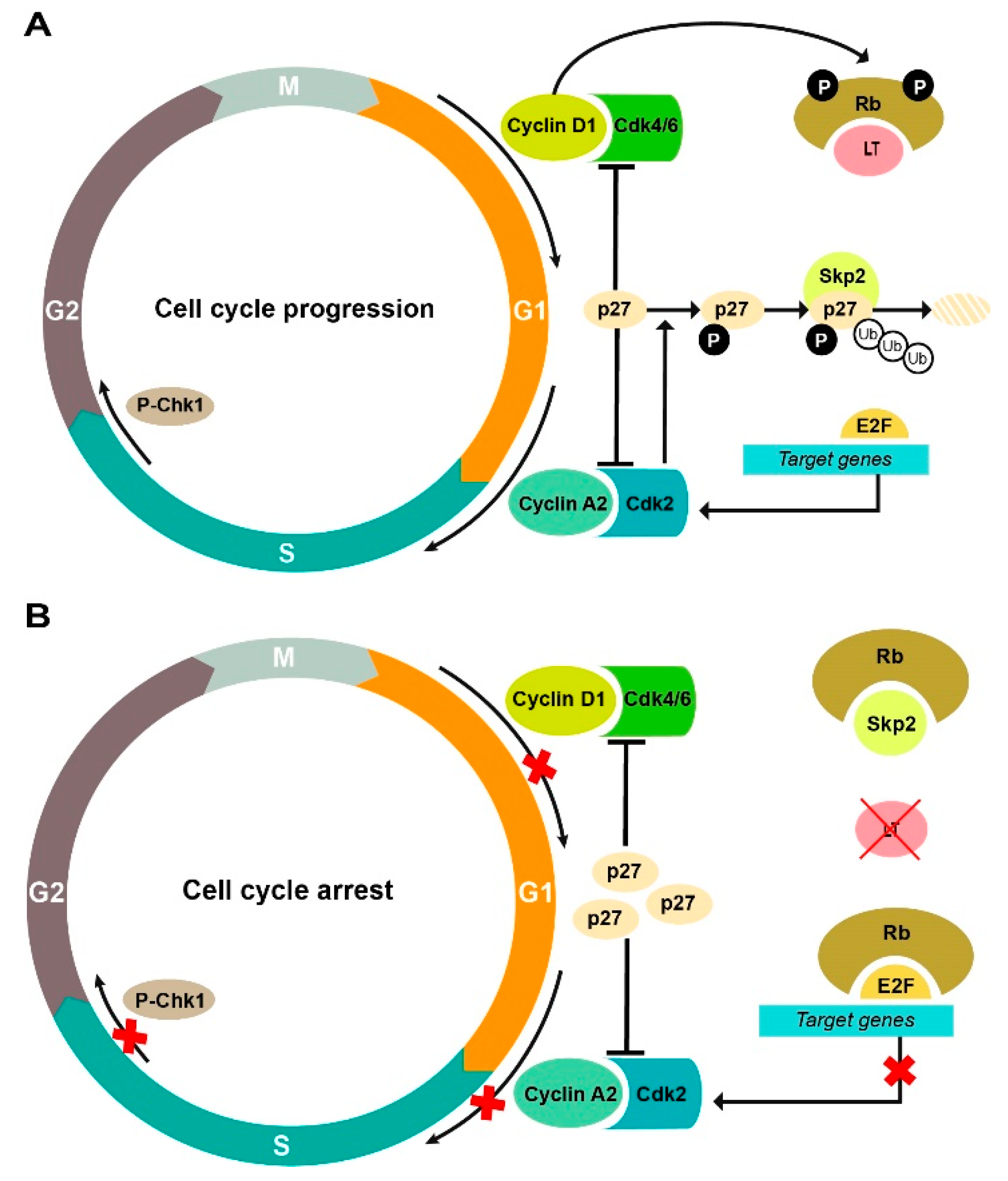 Cancers 11 01260 g007
