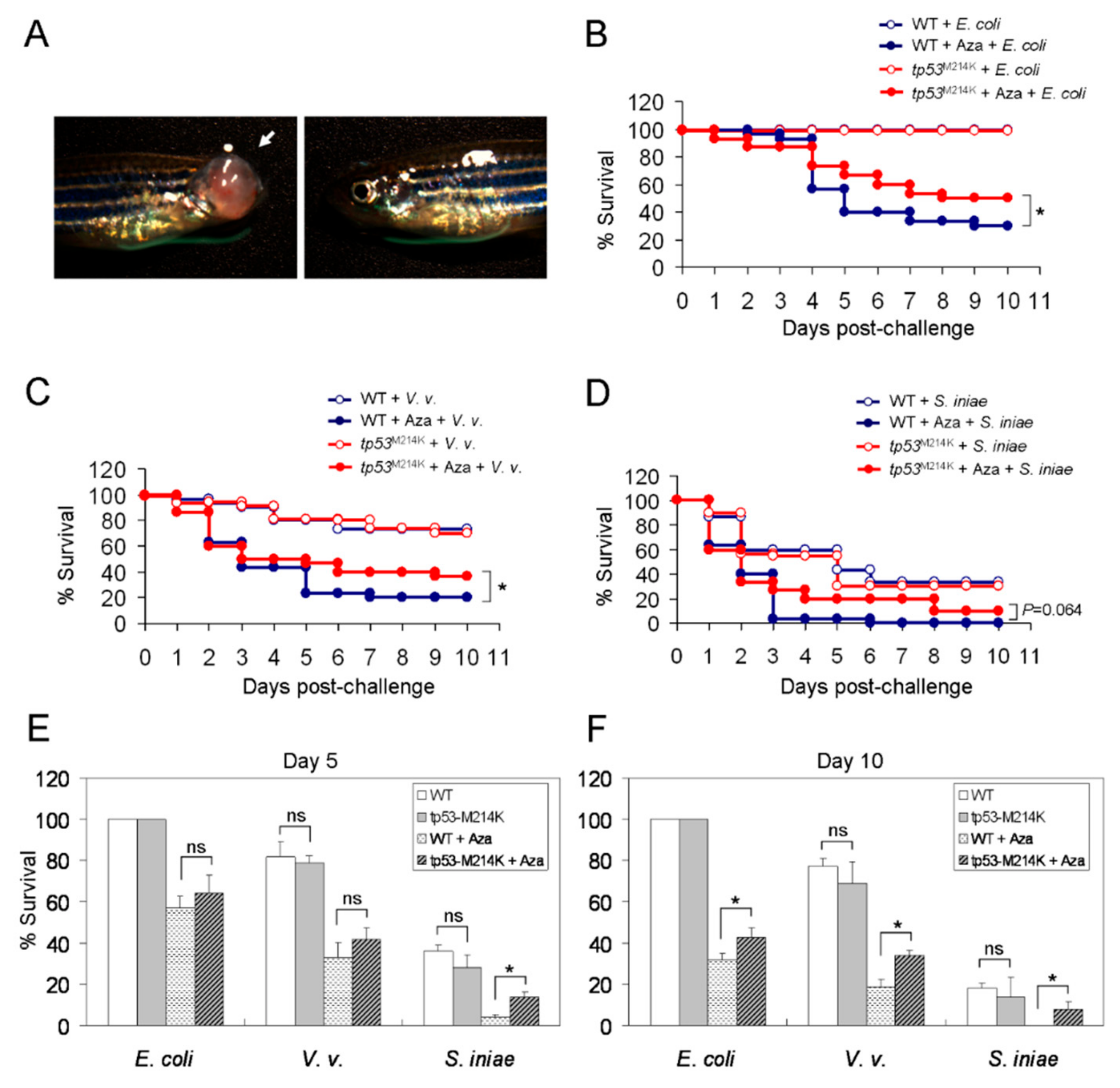 Cancers 11 01294 g006