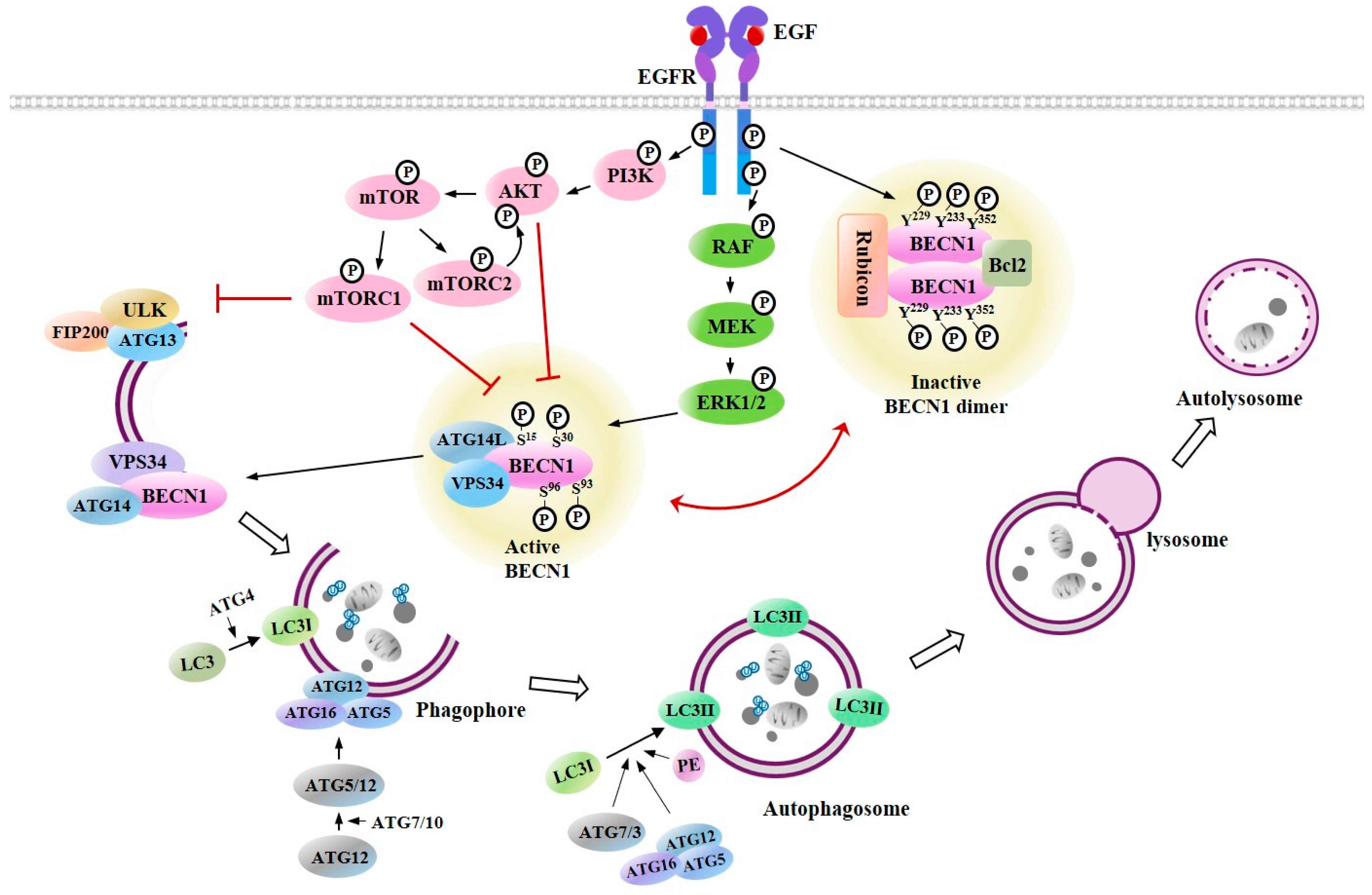 Cancers 11 01374 g004