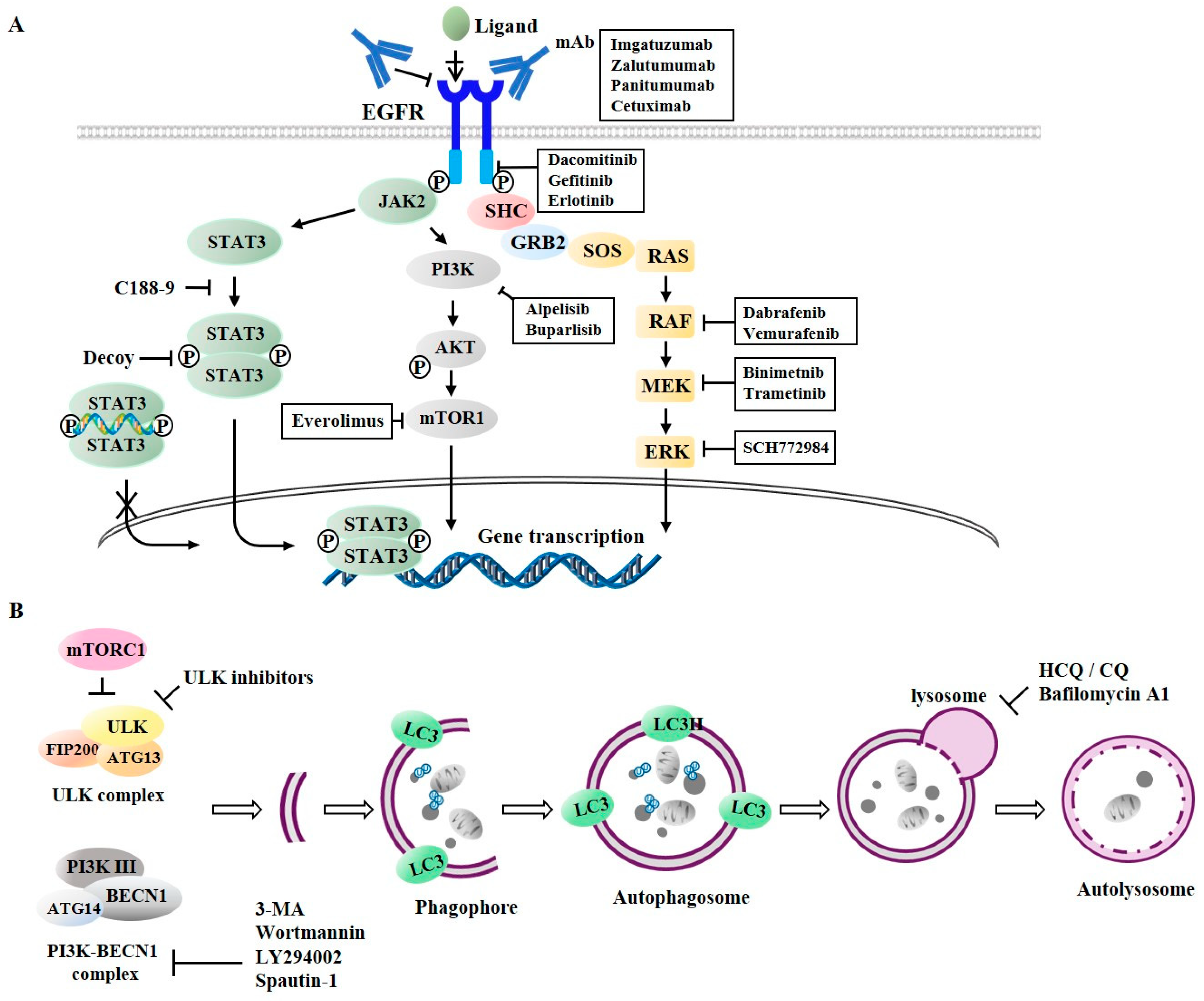 Cancers 11 01374 g006