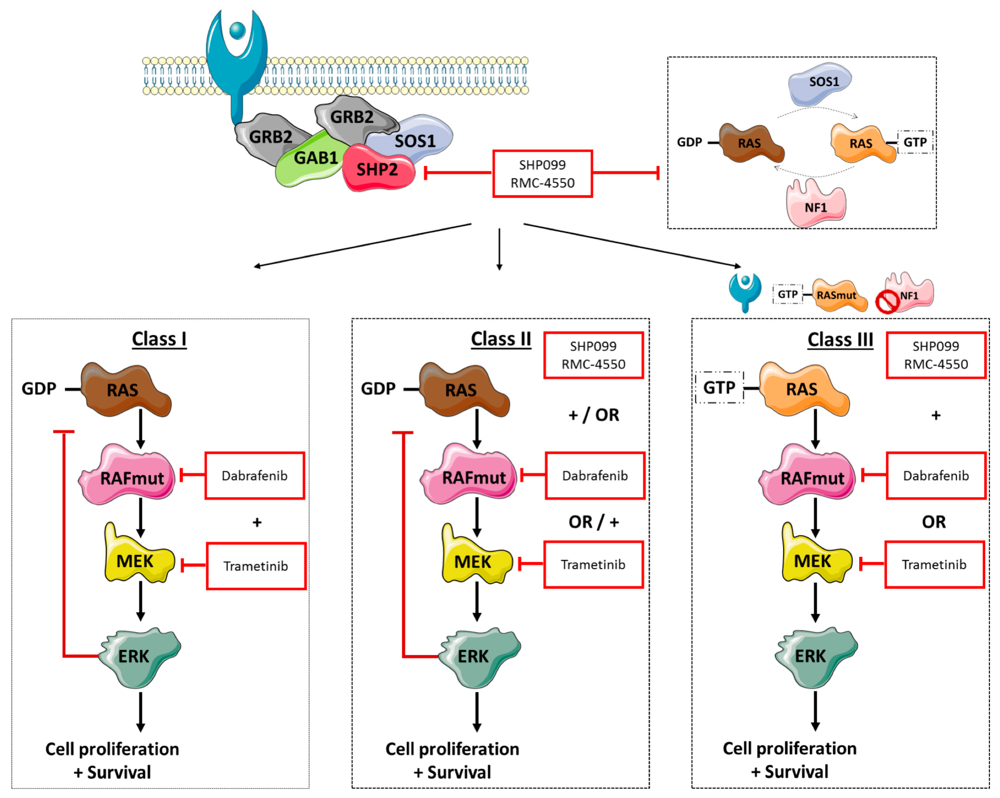 Cancers 11 01381 g005