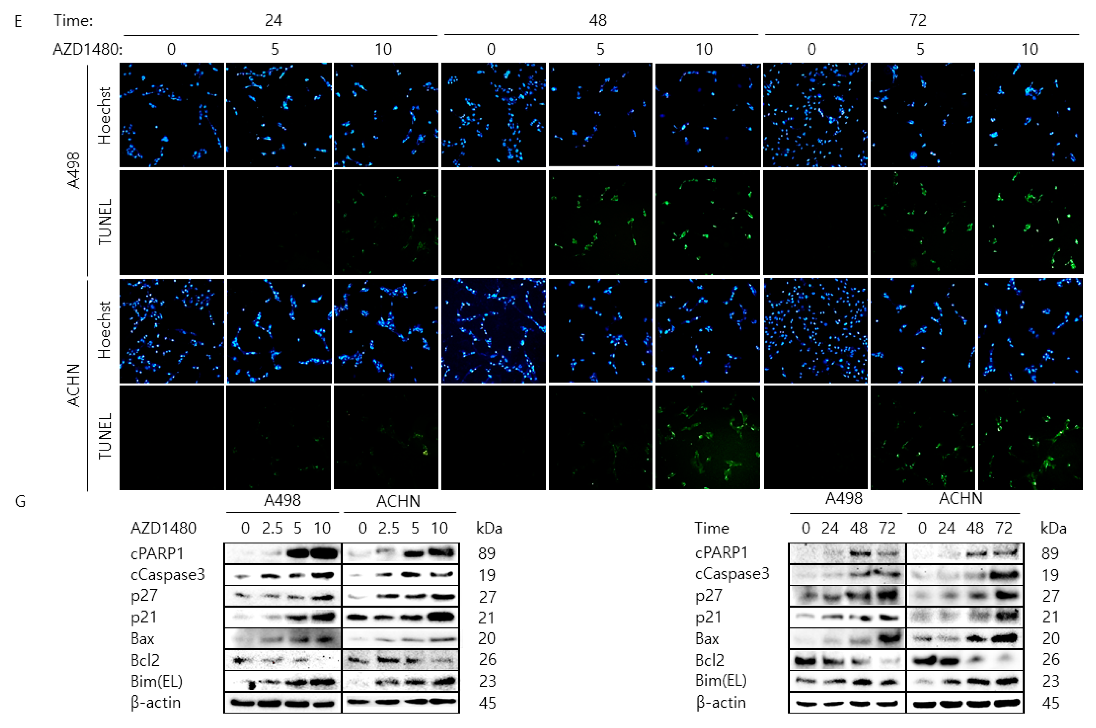 Cancers 11 01394 g005b