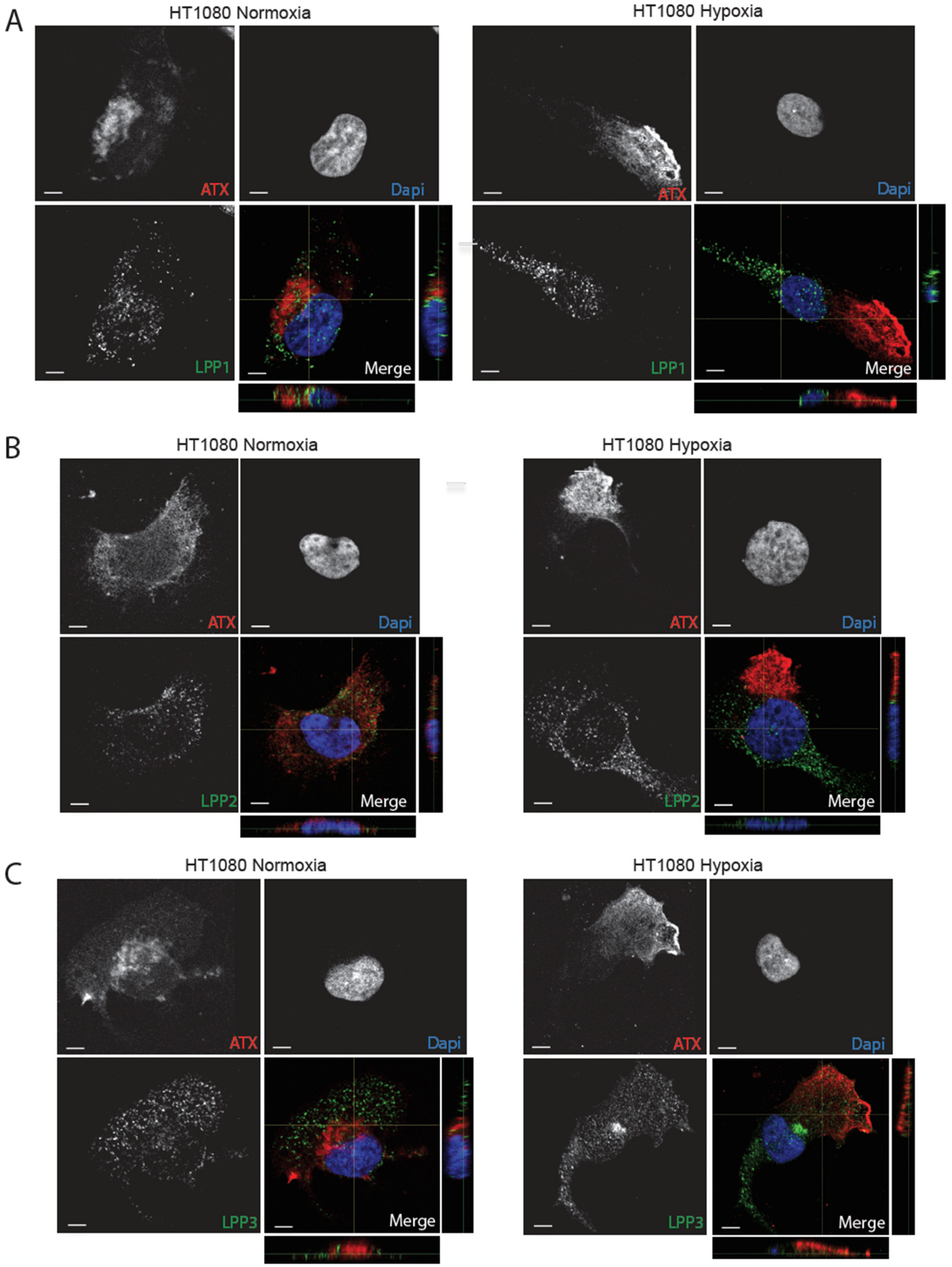 Cancers 11 01403 g005 Cancers 11 01403 g005