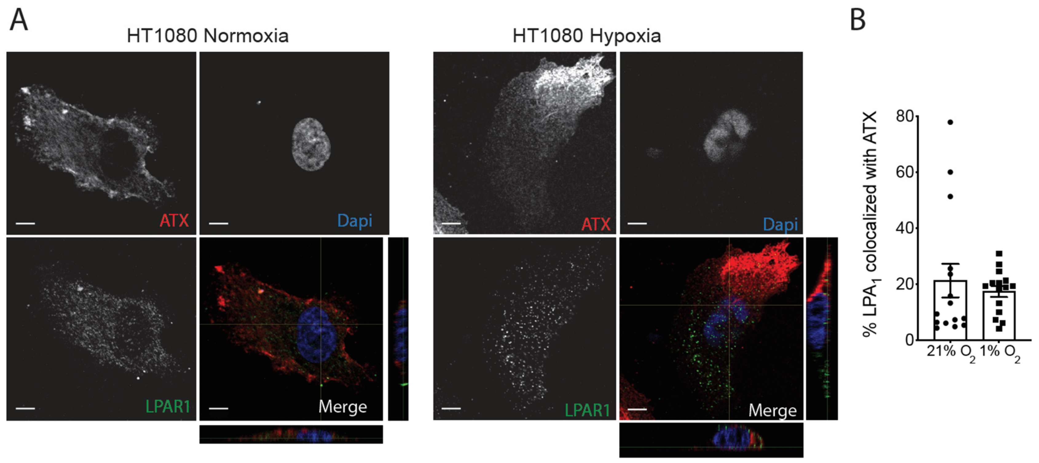 Cancers 11 01403 g007 Cancers 11 01403 g007